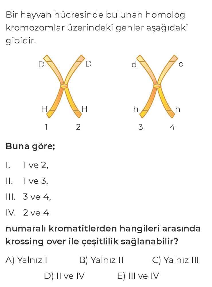 Bir hayvan hücresinde bulunan homolog kromozomlar üzerindeki genler aşağıdaki gibidir. Buna göre; I