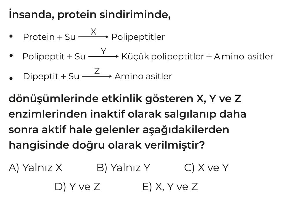 İnsanda, protein sindiriminde, • Protein + Su ——X——> Polipeptitler • Polipeptit + Su ——Y——> Küçük