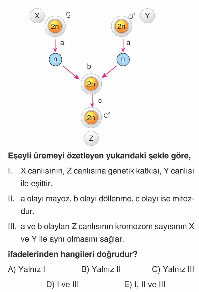 Eşeyli üremeyi özetleyen yukarıdaki şekle göre, I. X canlısının, Z canlısına genetik katkısı, Y