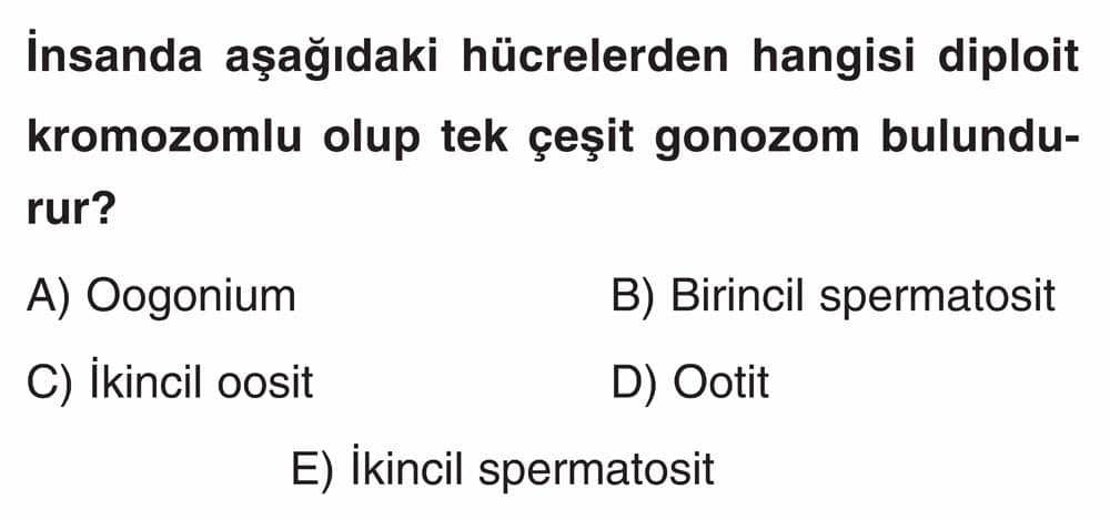 İnsanda aşağıdaki hücrelerden hangisi diploit kromozomlu olup tek çeşit gonozom bulundurur?