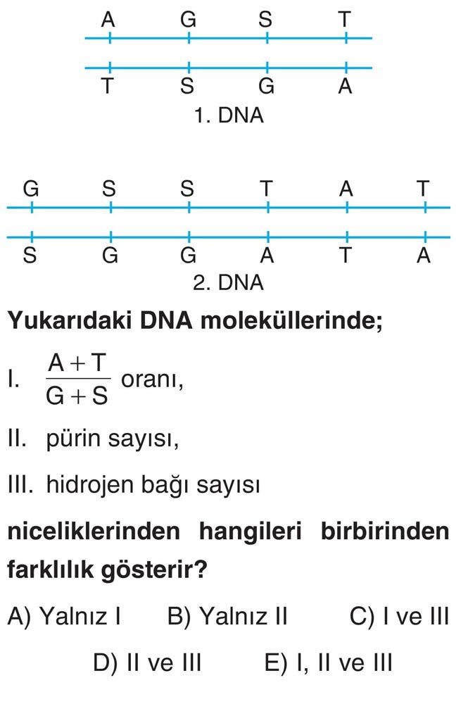 Yukarıdaki DNA moleküllerinde; I. A + T/G + S oranı, II. pürin sayısı, III. hidrojen bağı sayısı