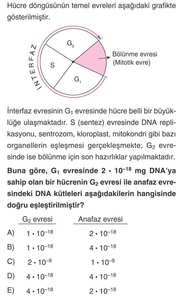 Hücre döngüsünün temel evreleri aşağıdaki grafikte gösterilmiştir. İnterfaz evresinin G₁ evresinde