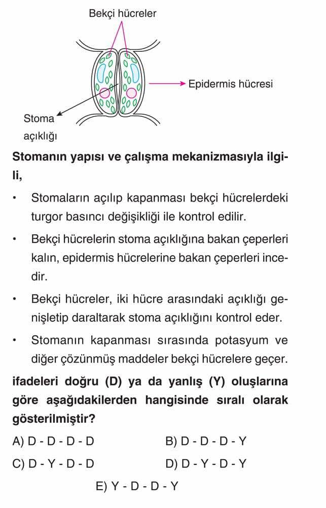 Stomanın yapısı ve çalışma mekanizmasıyla ilgili, • Stomaların açılıp kapanması bekçi hücrelerdeki