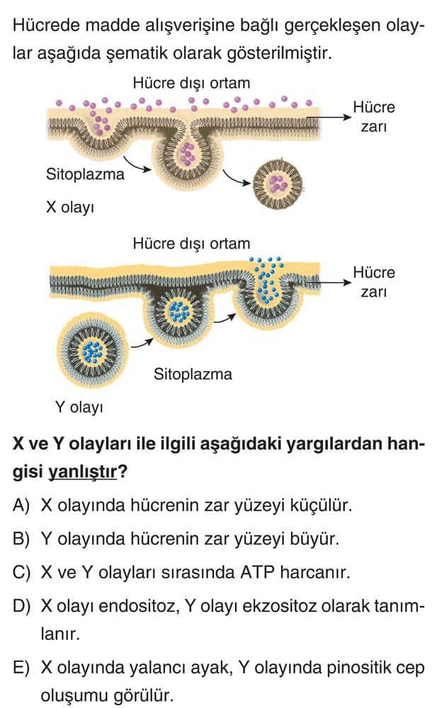 Hücrede madde alışverişine bağlı gerçekleşen olaylar aşağıda şematik olarak gösterilmiştir. X ve Y