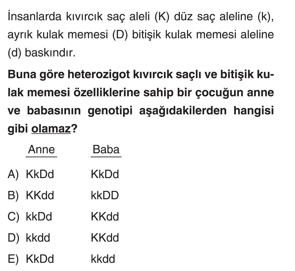 İnsanlarda kıvırcık saç aleli (K) düz saç aleline (k), ayrık kulak memesi (D) bitişik kulak memesi