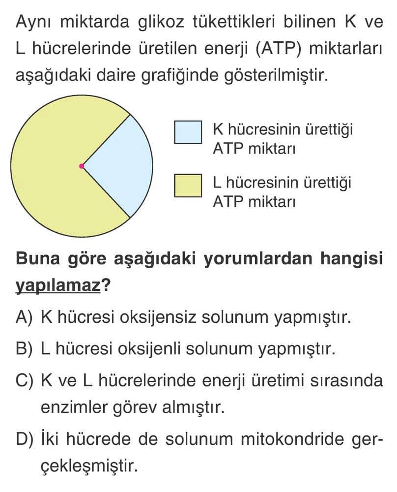 Aynı miktarda glikoz tükettikleri bilinen K ve L hücrelerinde üretilen enerji (ATP) miktarları