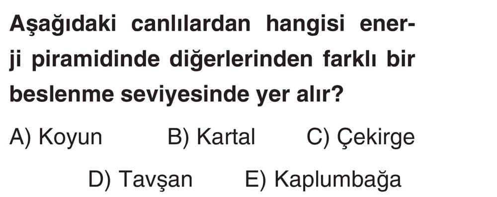 Aşağıdaki canlılardan hangisi enerji piramidinde diğerlerinden farklı bir beslenme seviyesinde yer