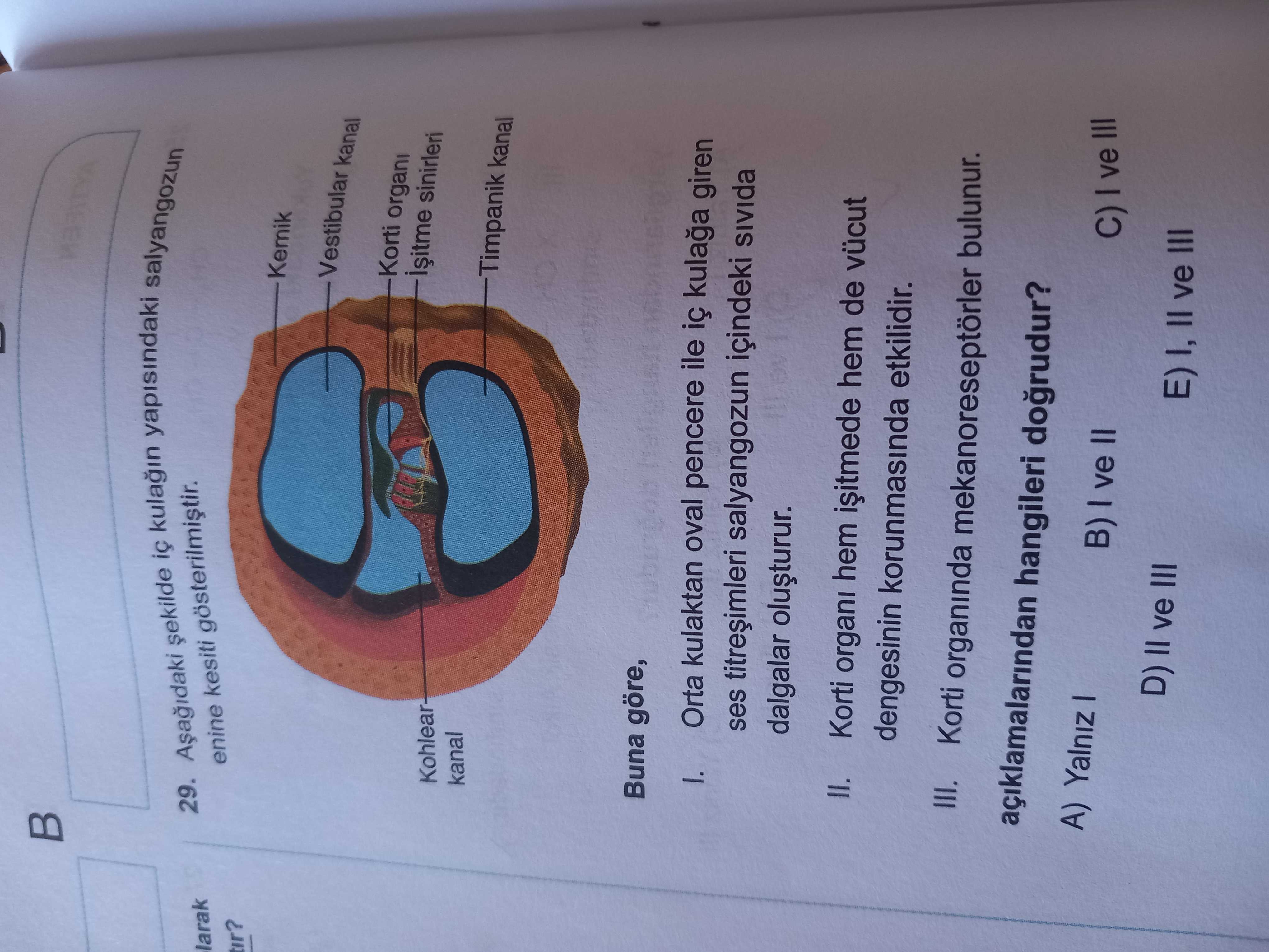 Aşağıdaki şekilde iç kulağın yapısındaki salyangozun enine kesiti gösterilmiştir. Buna göre, I. Orta