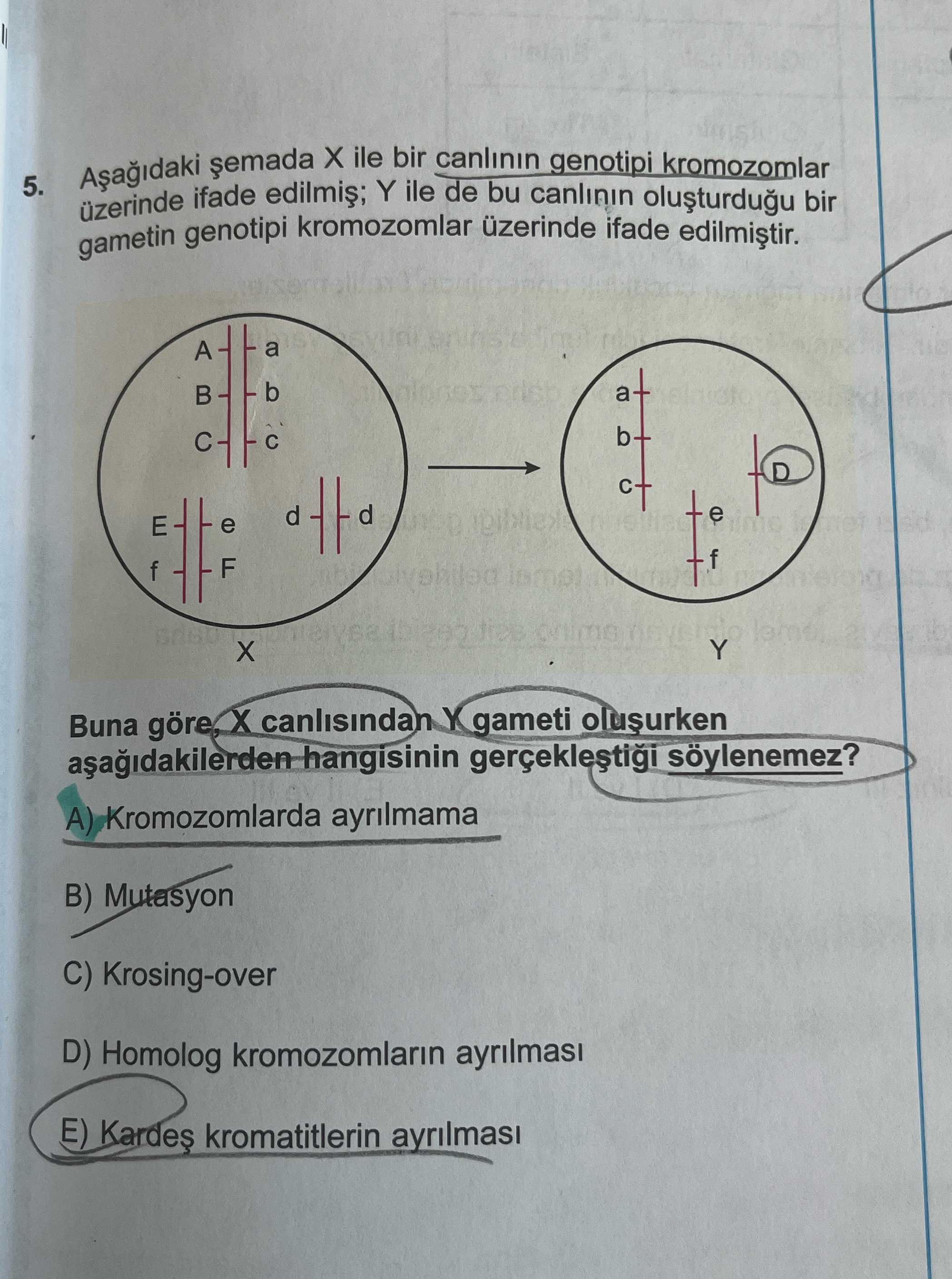 Aşağıdaki şemada X ile bir canlının genotipi kromozomlar üzerinde ifade edilmiş; Y ile de bu