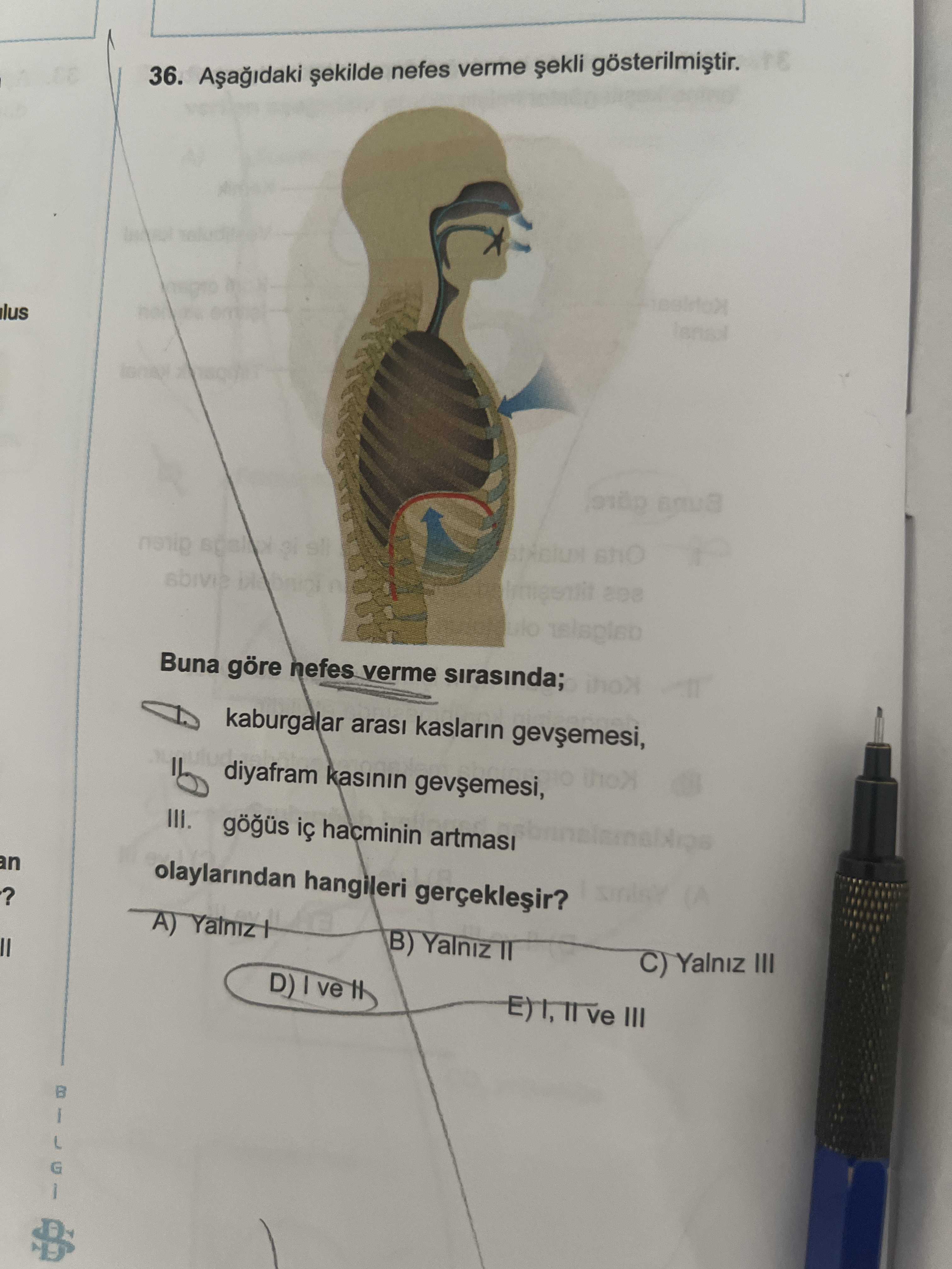 Aşağıdaki şekilde nefes verme şekli gösterilmiştir. Buna göre nefes verme sırasında; I. kaburgalar