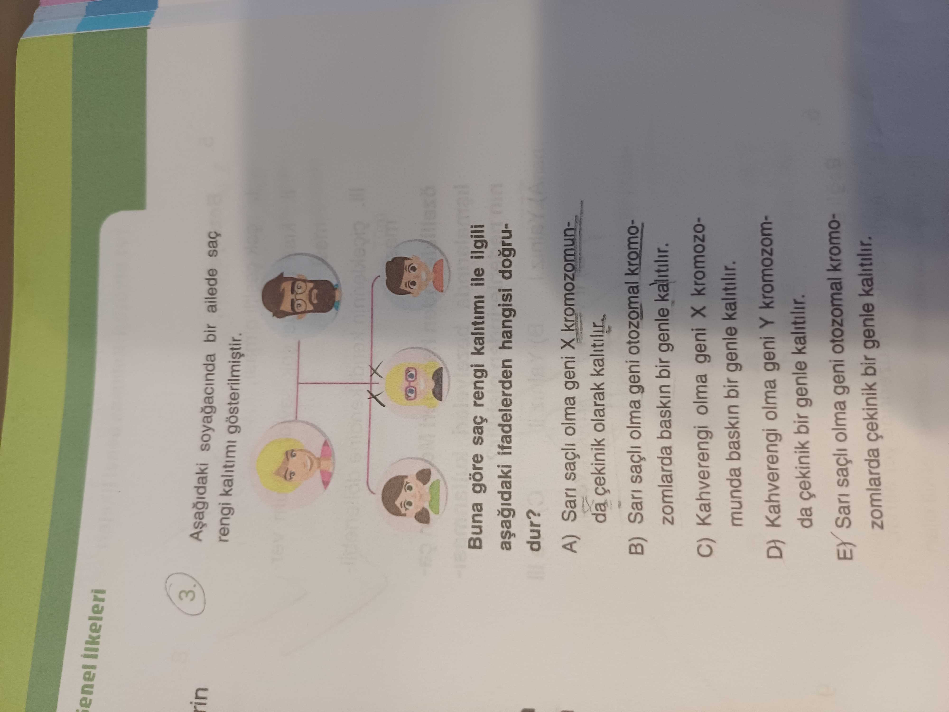 Aşağıdaki soyağacında bir ailede saç rengi kalıtımı gösterilmiştir. Buna göre saç rengi kalıtımı ile