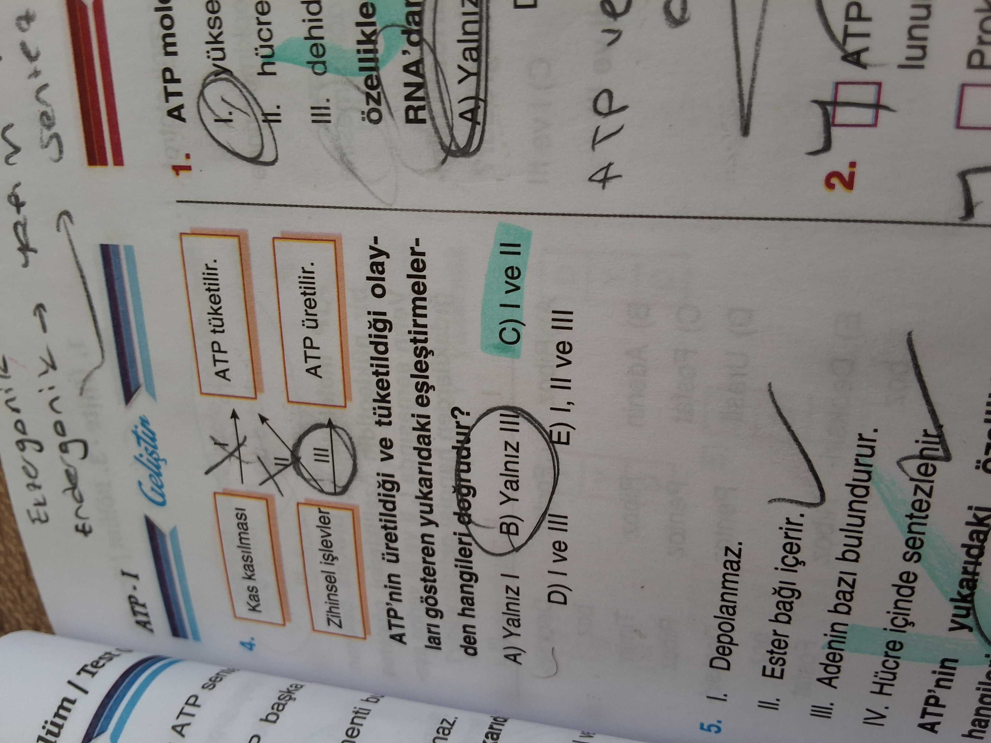 Biyoloji (12. Sınıf)