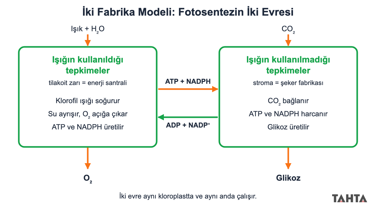 İki fabrika modeli: tilakoit zarı ATP ve NADPH üretip stromaya veriyor, stroma glikoz üretiyor