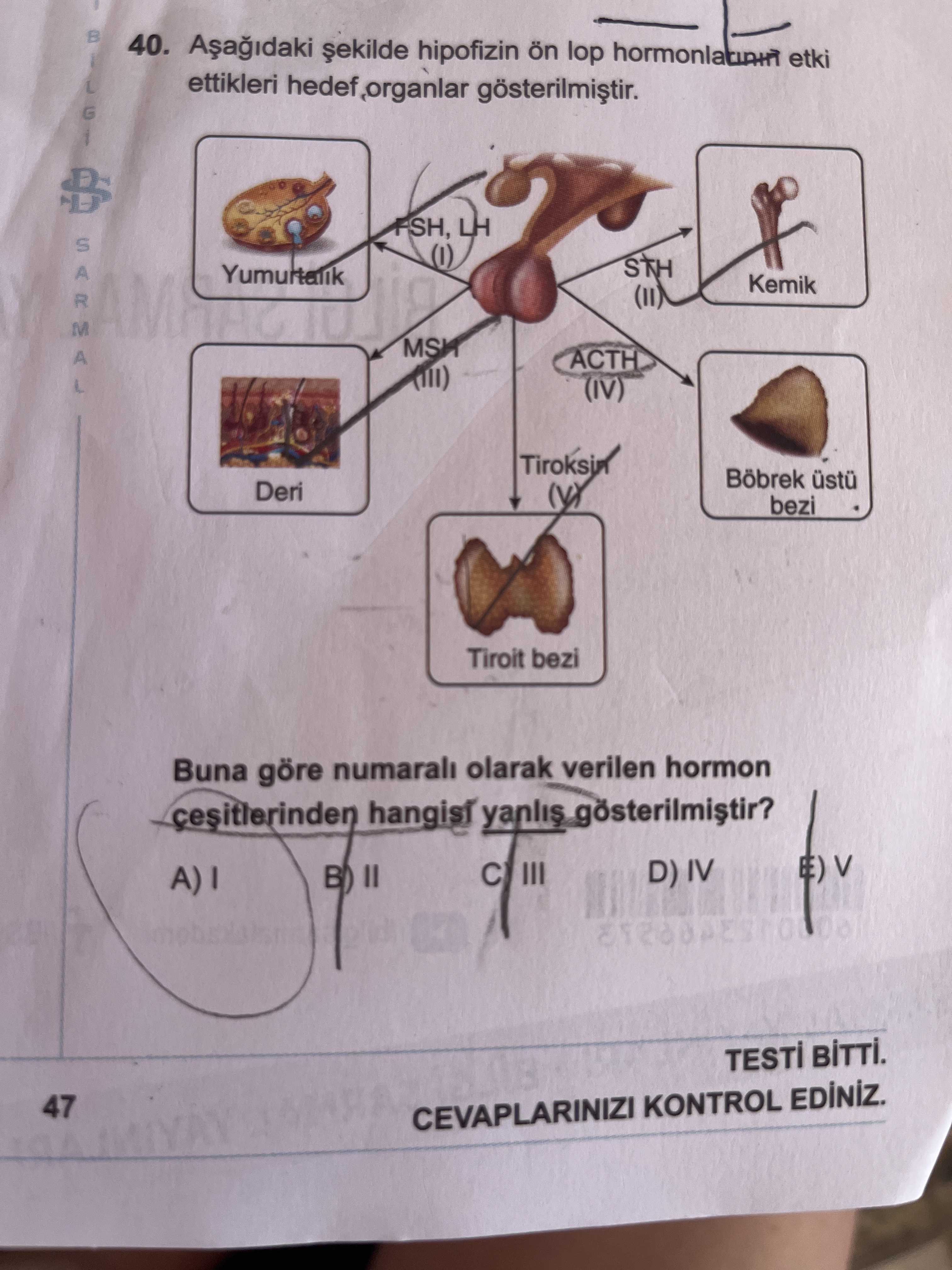 Aşağıdaki şekilde hipofizin ön lop hormonlarının etki ettikleri hedef organlar gösterilmiştir. Buna