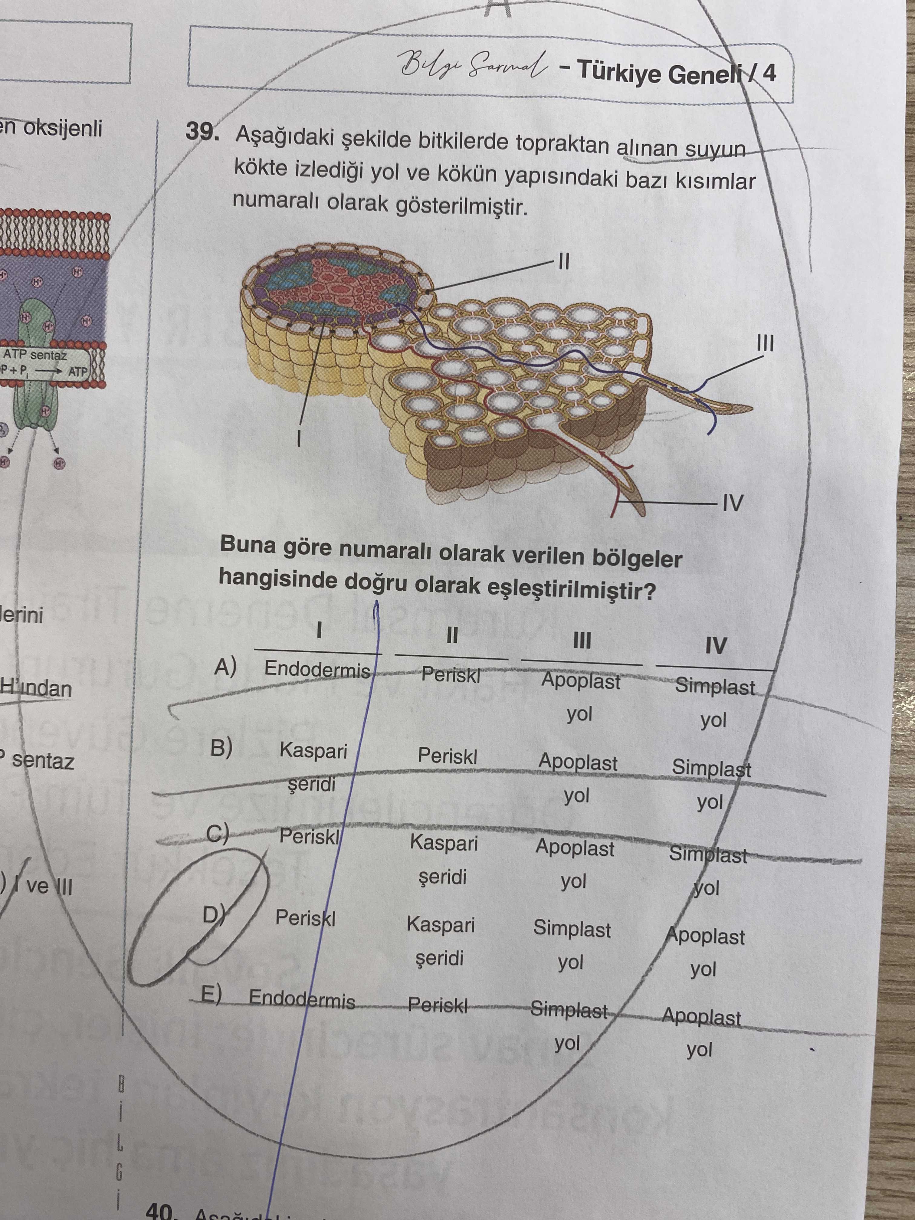 Aşağıdaki şekilde bitkilerde topraktan alınan suyun kökte izlediği yol ve kökün yapısındaki bazı