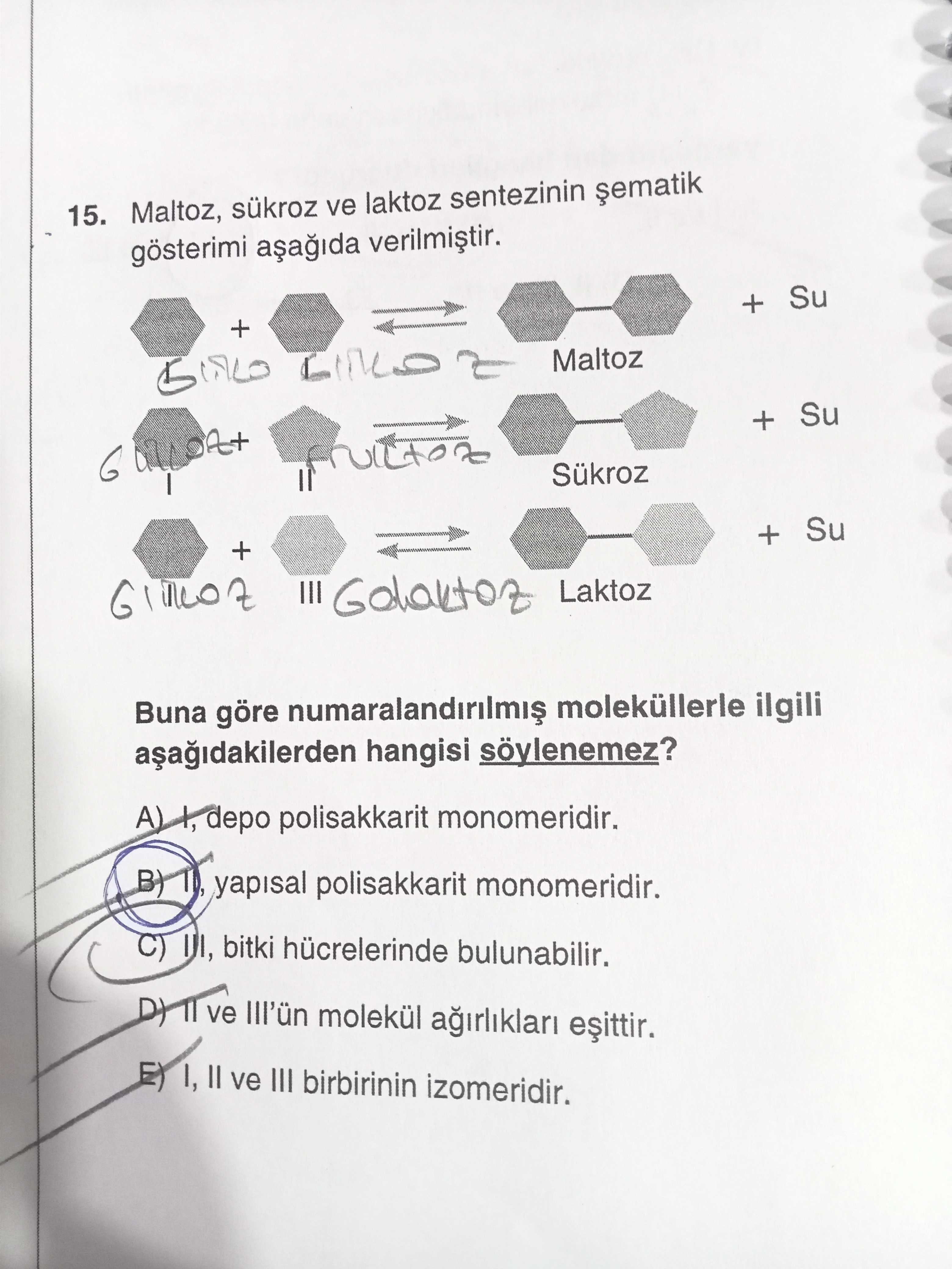 Maltoz, sükroz ve laktoz sentezinin şematik gösterimi aşağıda verilmiştir. Buna göre