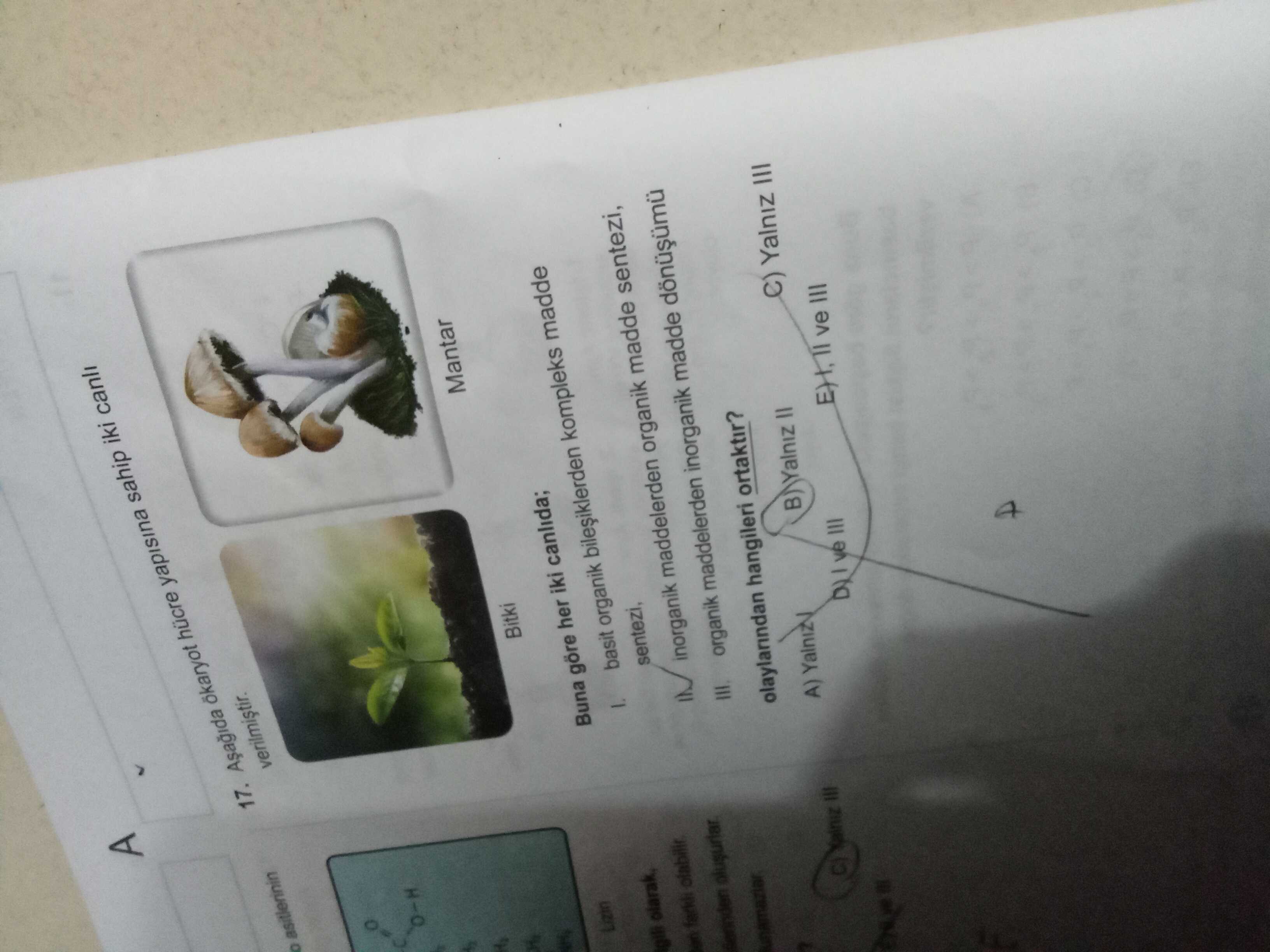 Aşağıda okaryot hücre yapısına sahip iki canlı verilmiştir. Buna göre her iki canlıda; I. basit