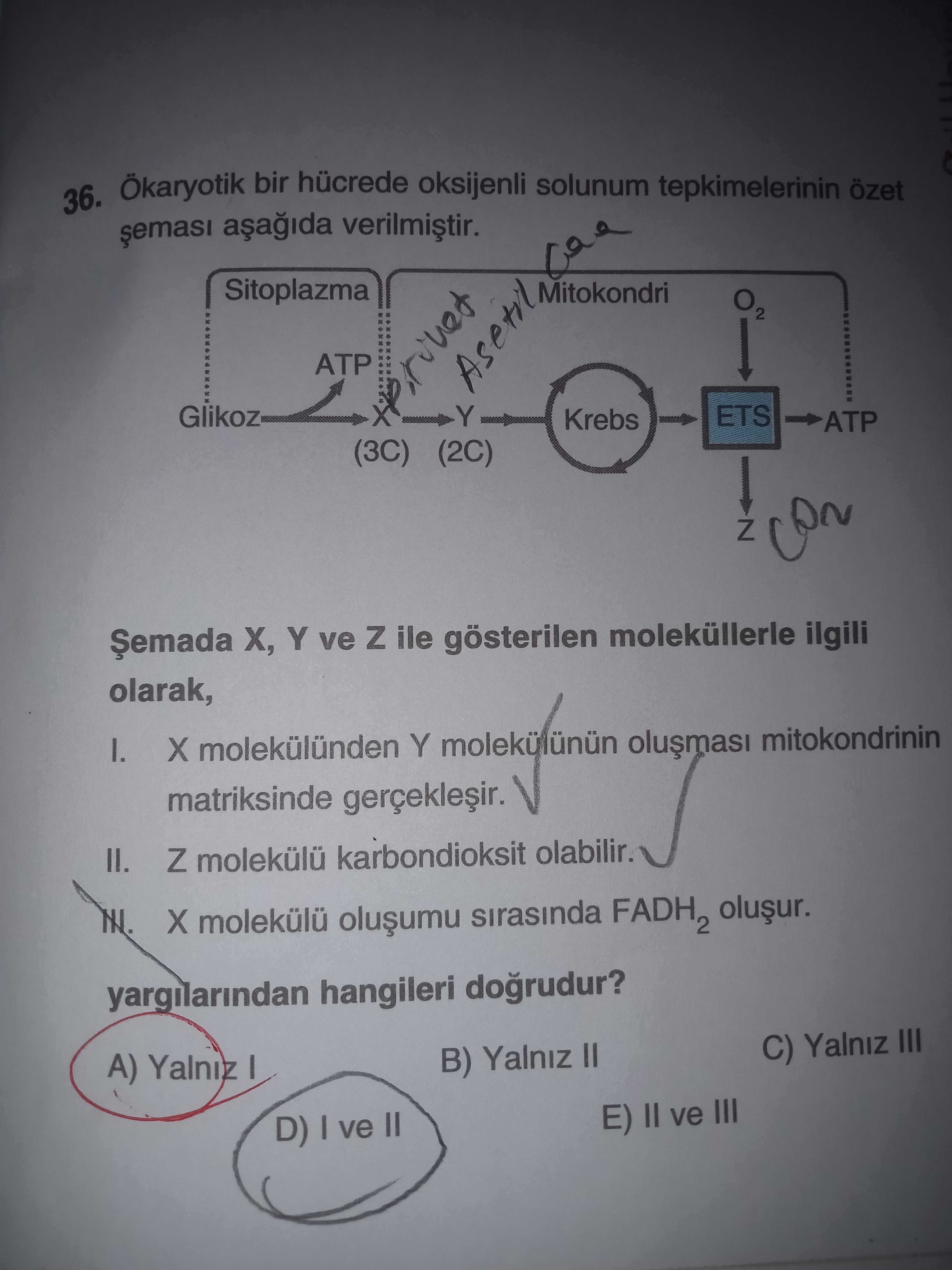 Ökaryotik bir hücrede oksijenli solunum tepkimelerinin özet şeması aşağıda verilmiştir. Şemada X, Y