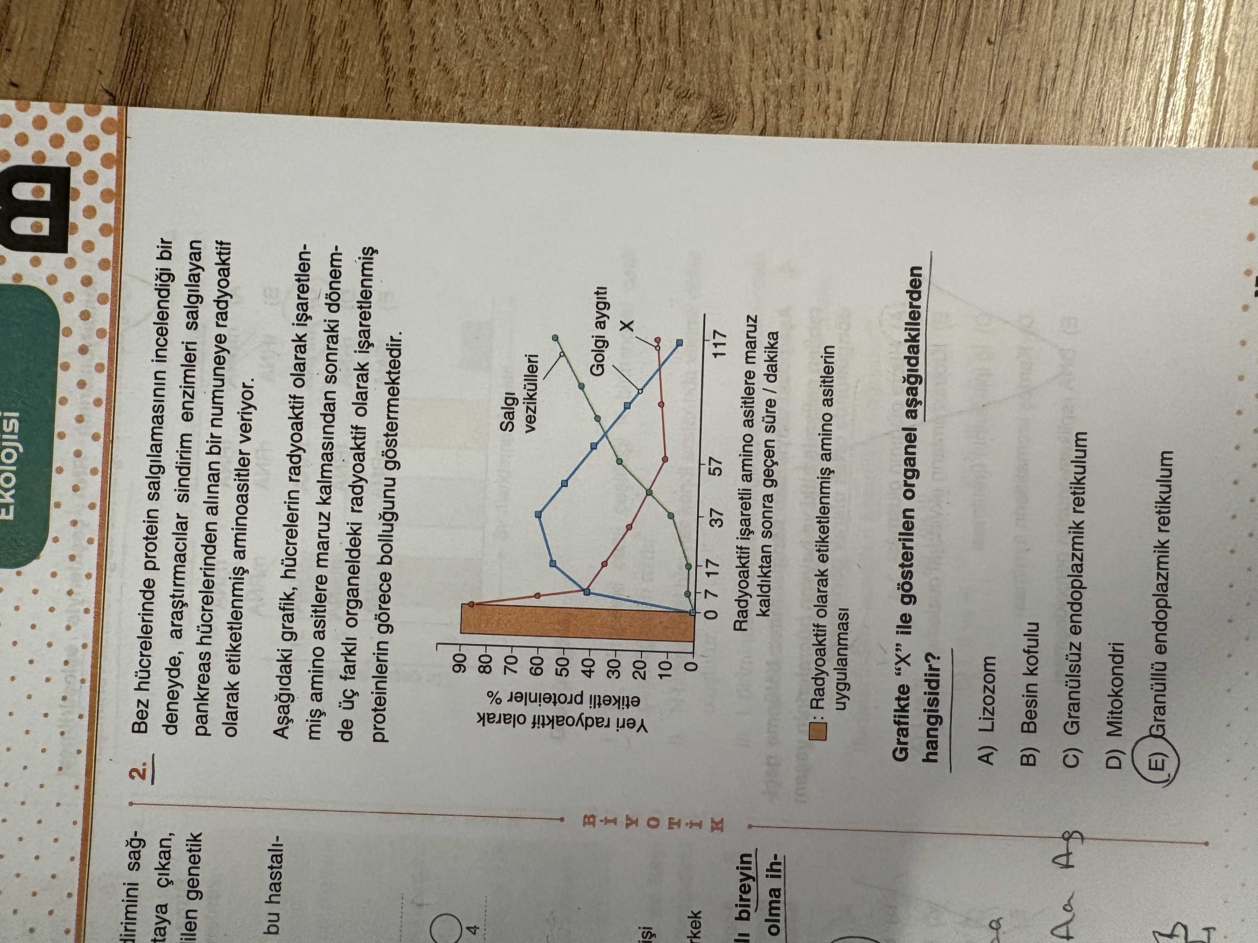 Bez hücrelerinde protein salgılamasının incelendiği bir deneyde, araştırmacılar sindirim enzimleri