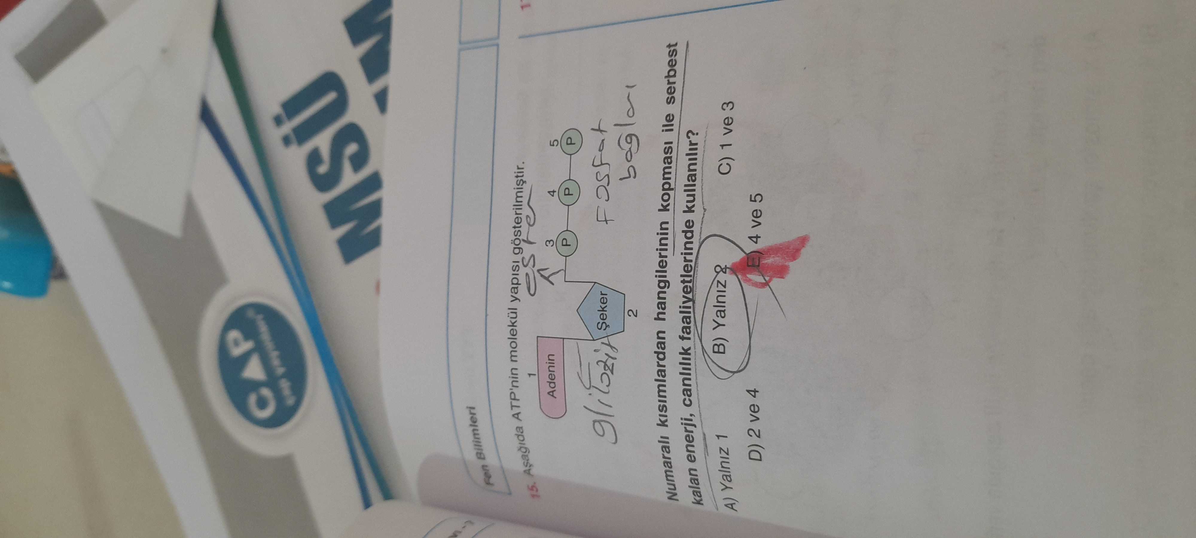 Numaralı kısımlardan hangilerinde hangi bileşenin koparması ile serbest enerji canlılık