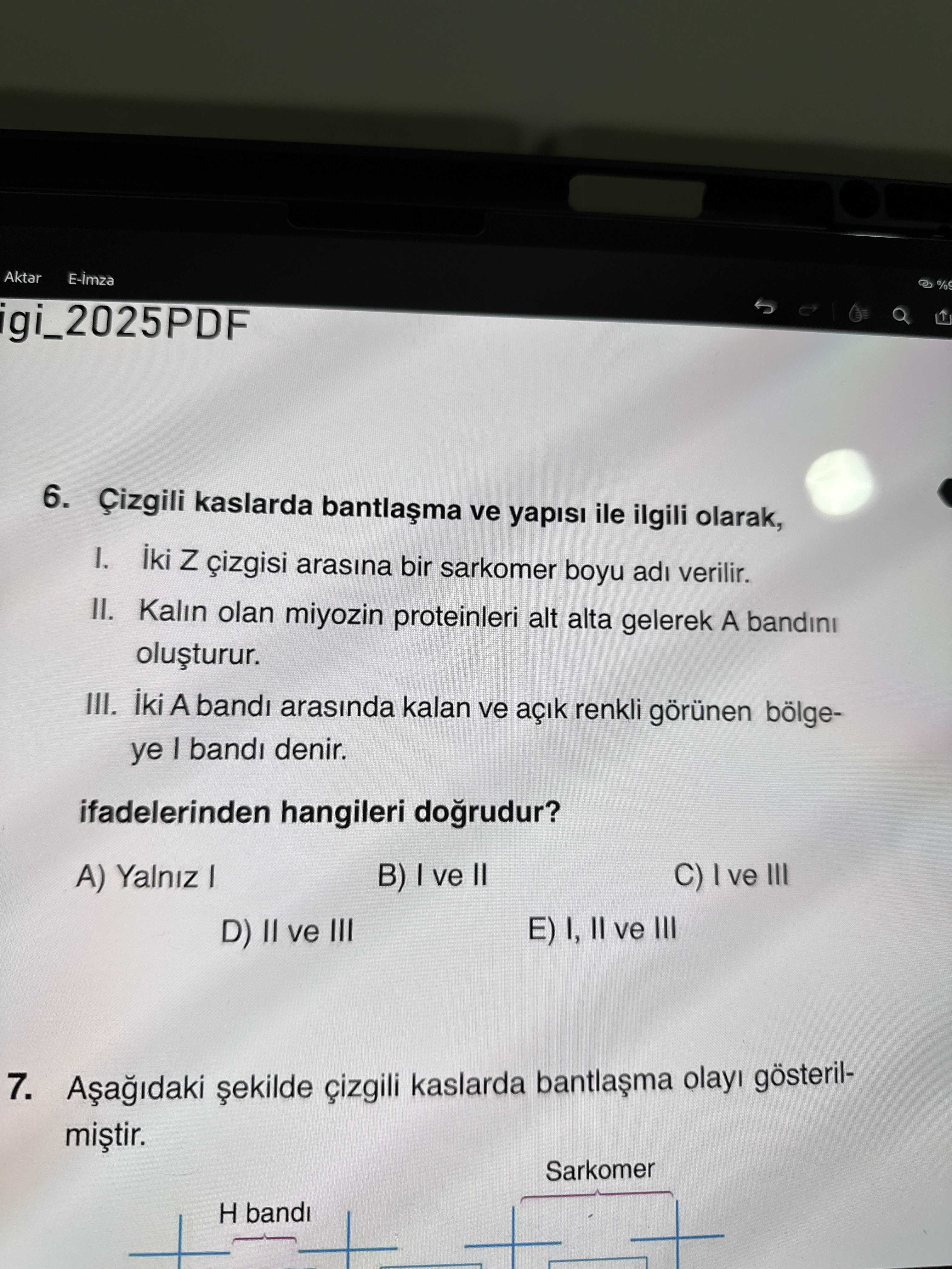 Çizgili kaslarda bantlaşma ve yapısı ile ilgili olarak, I. İki Z çizgisi arasına bir sarkomer boyu