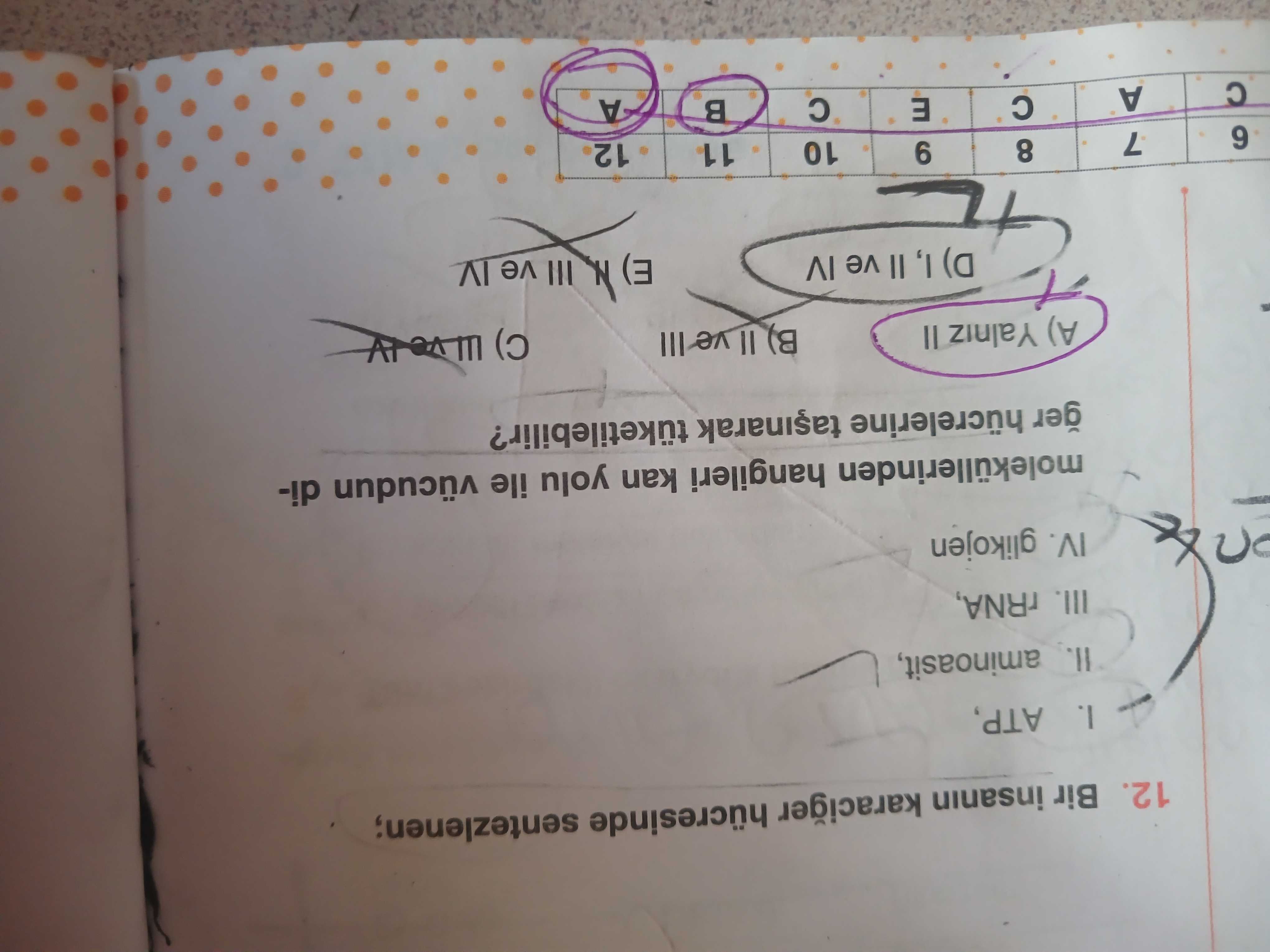Bir insanın karaciğer hücresinde sentezlenen; I. ATP, II. aminoasit, III. rRNA, IV. glikojen