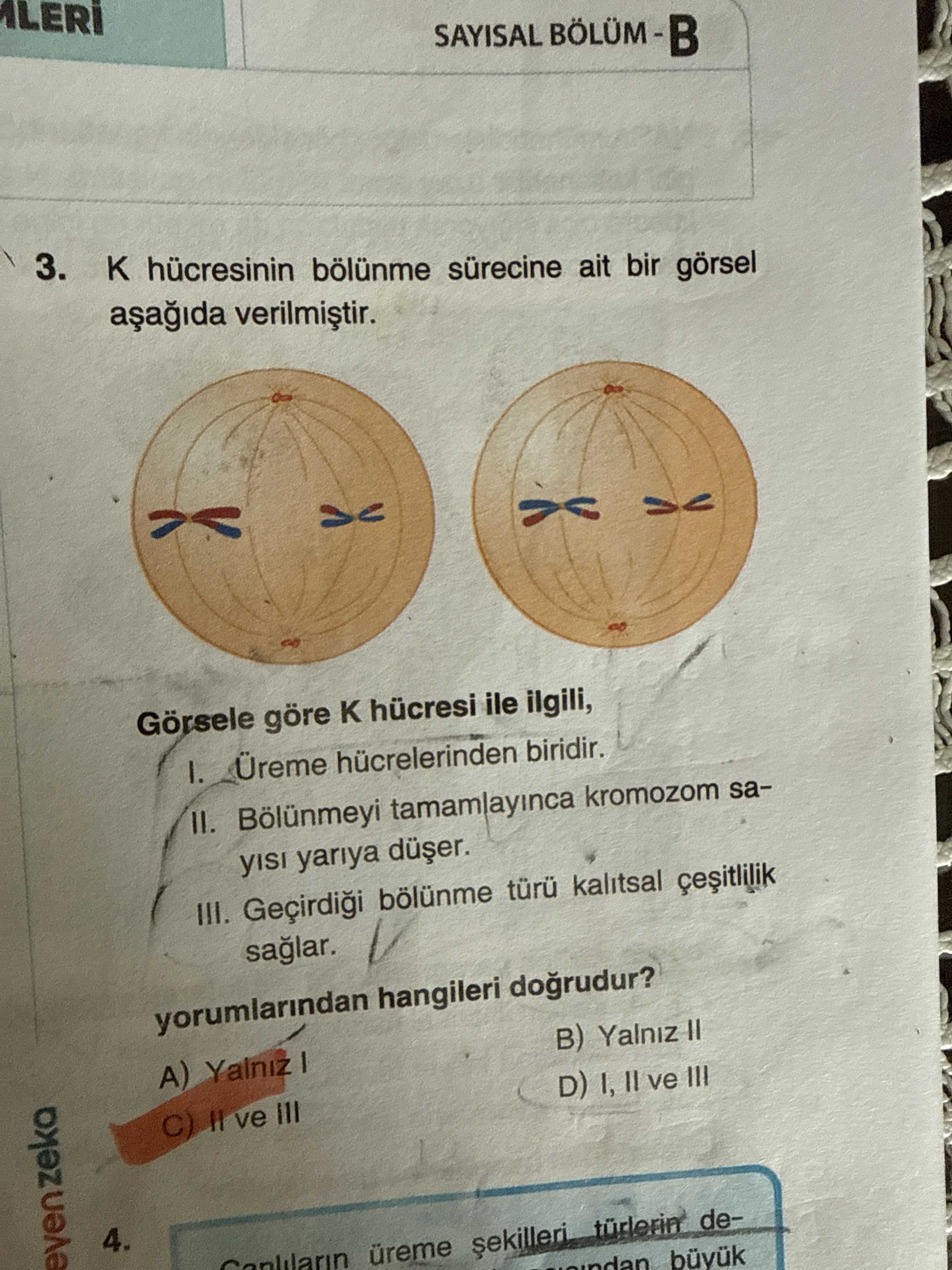 K hücresinin bölünme sürecine ait bir görsel aşağıda verilmiştir. Görsele göre K hücresi ile ilgili