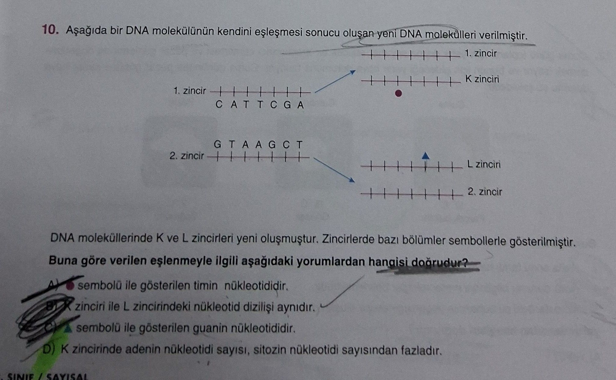 Aşağıda bir DNA molekülünün kendini eşleşmesi sonucu oluşan yeni DNA molekülleri verilmiştir. 1