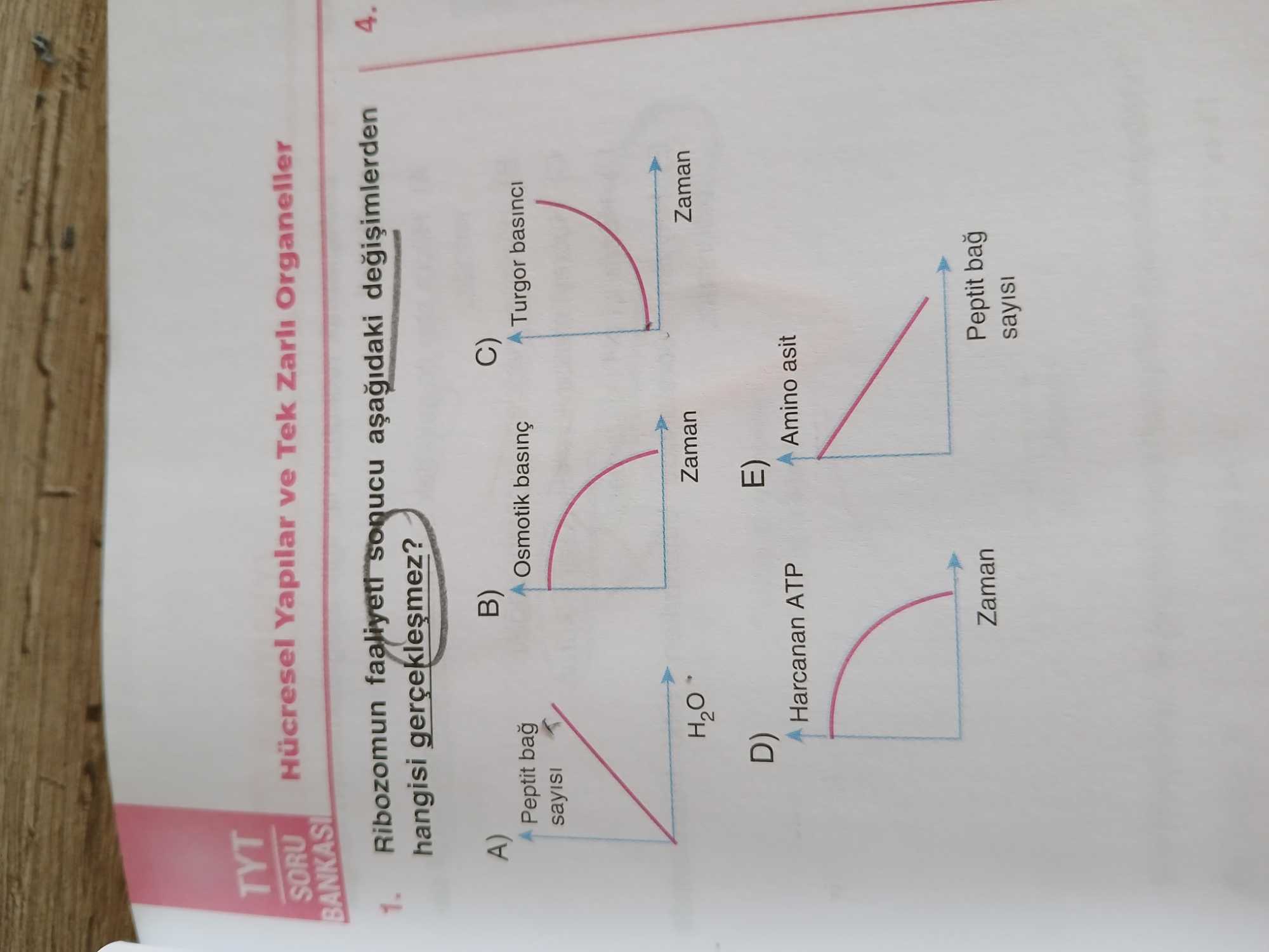 Ribozomun faaliyeti sonucu aşağıdaki değişimlerden hangisi gerçekleşmez?