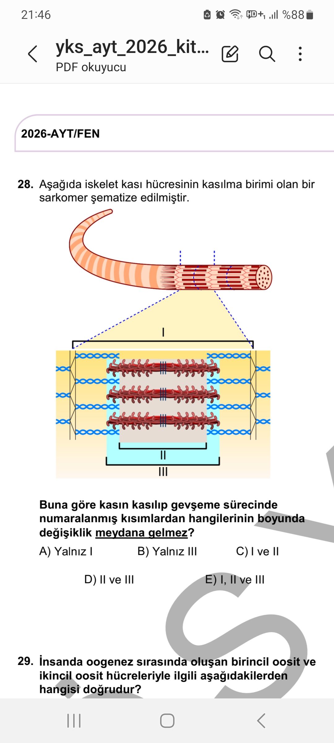 Aşağıda iskelet kası hücresinin kasılma birimi olan bir sarkomer şematize edilmiştir. Buna göre