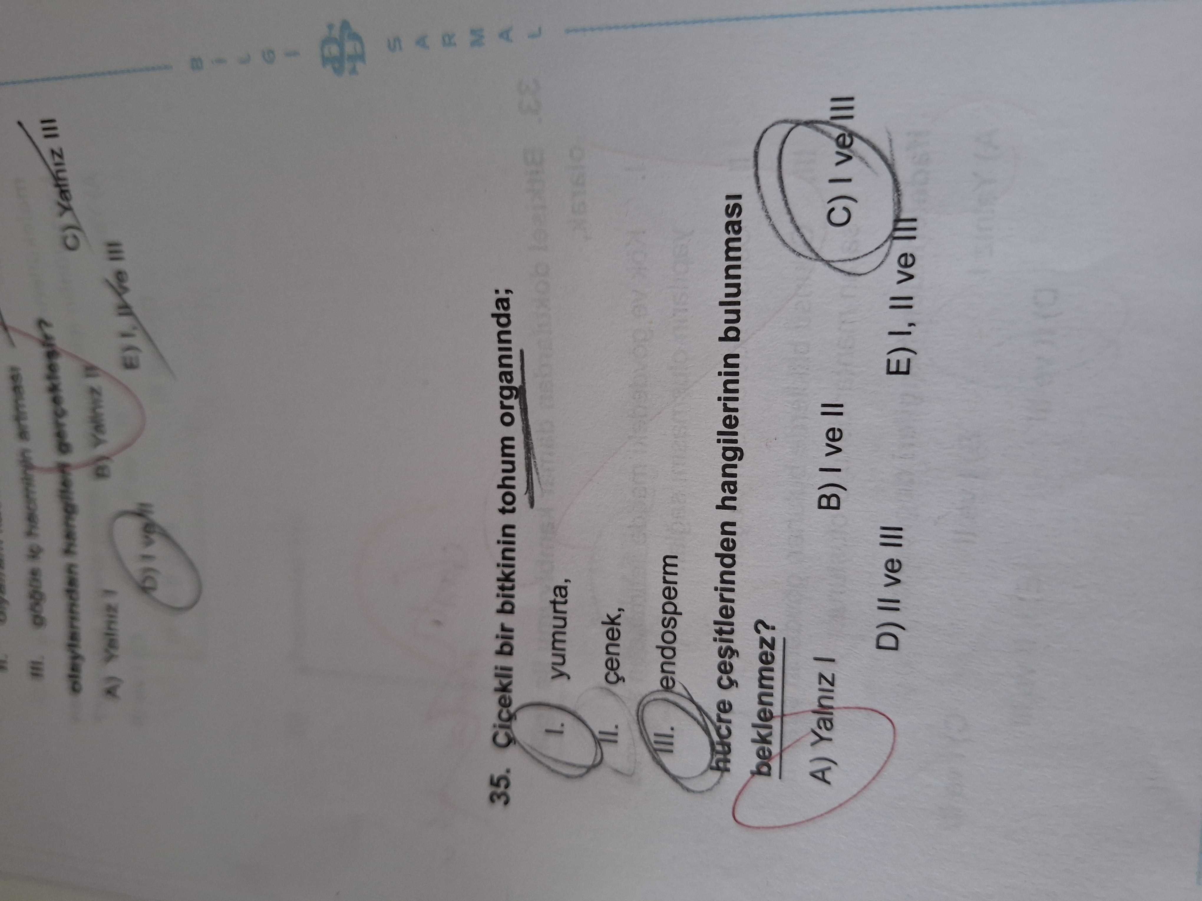 Çiçekli bir bitkinin tohum organında; I. yumurta, II. çenek, III. endosperm hücre çeşitlerinden