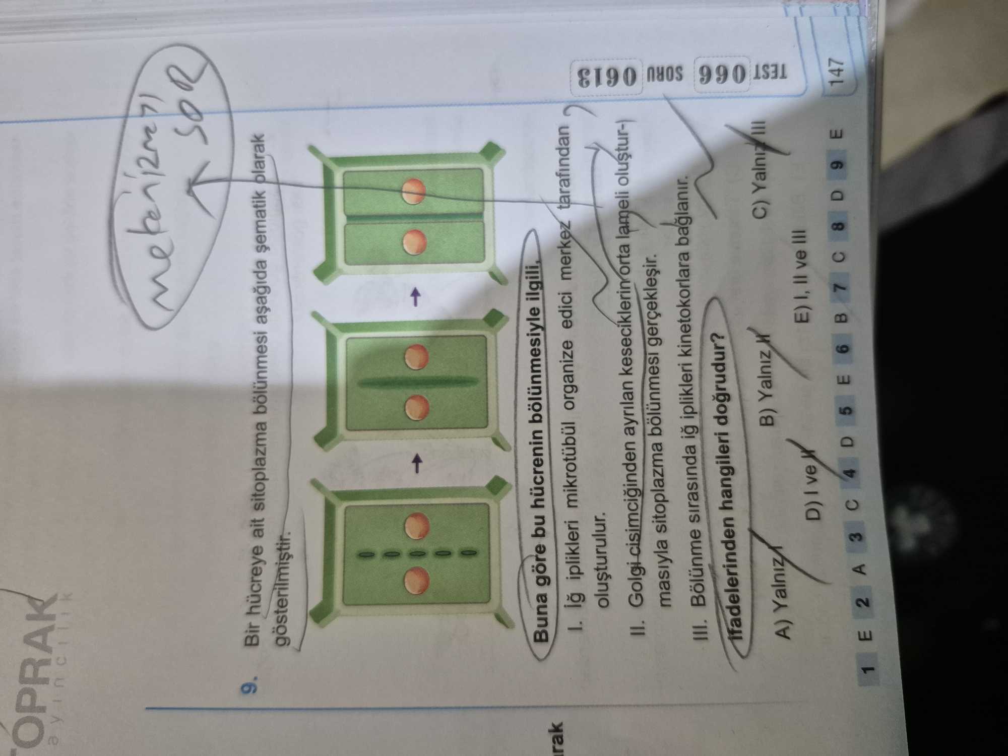 Bir hücreye ait sitoplazma bölünmesi aşağıda şematik olarak gösterilmiştir. Buna göre bu hücrenin