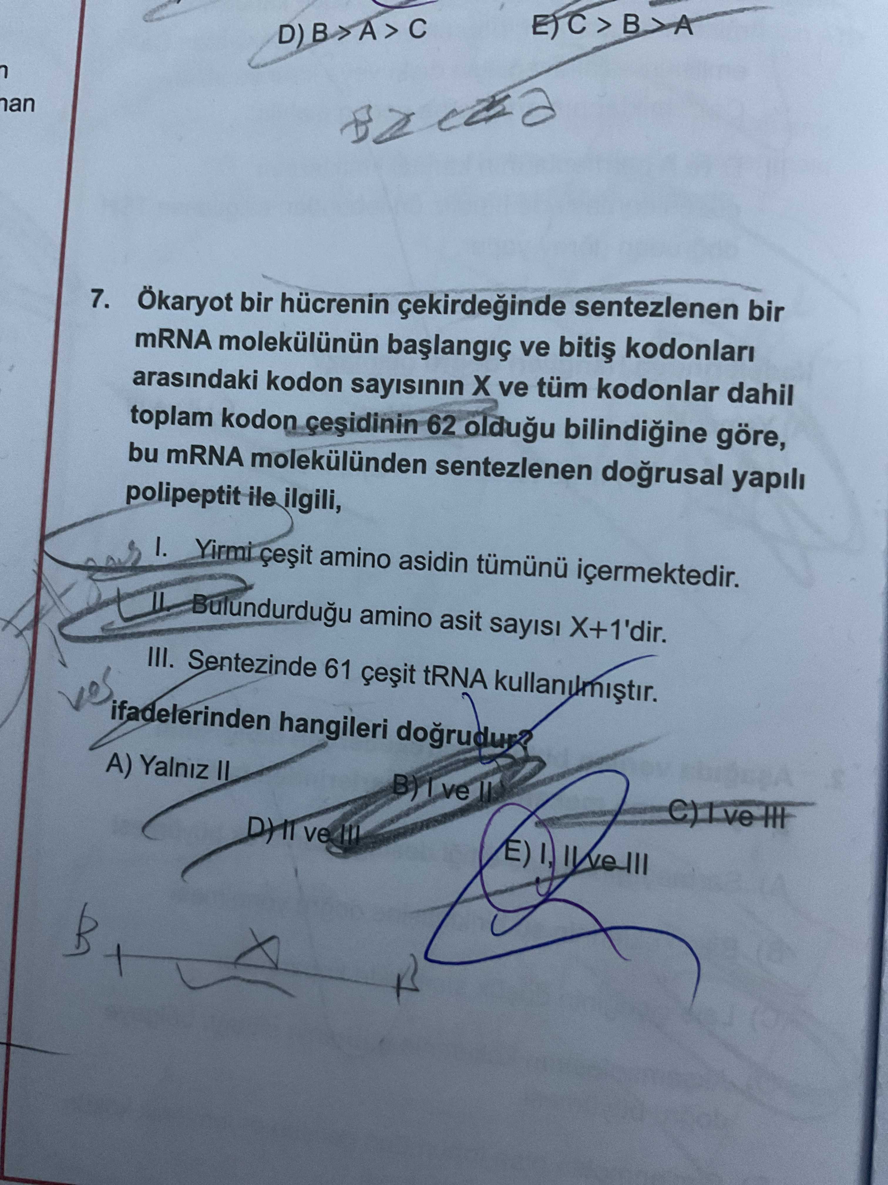 Ökaryot bir hücrenin çekirdeğinde sentezlenen bir mRNA molekülünün başlangıç ve bitiş kodonları