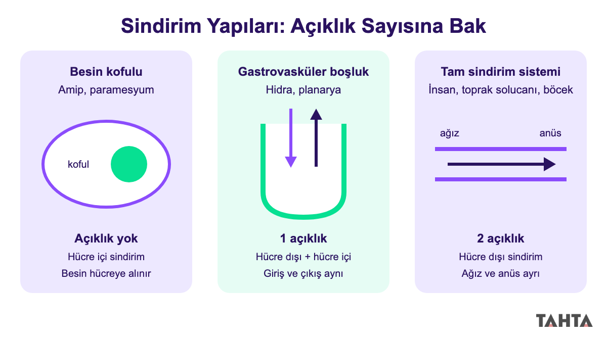Besin kofulu, gastrovasküler boşluk ve tam sindirim sistemini açıklık sayısına göre karşılaştıran şema