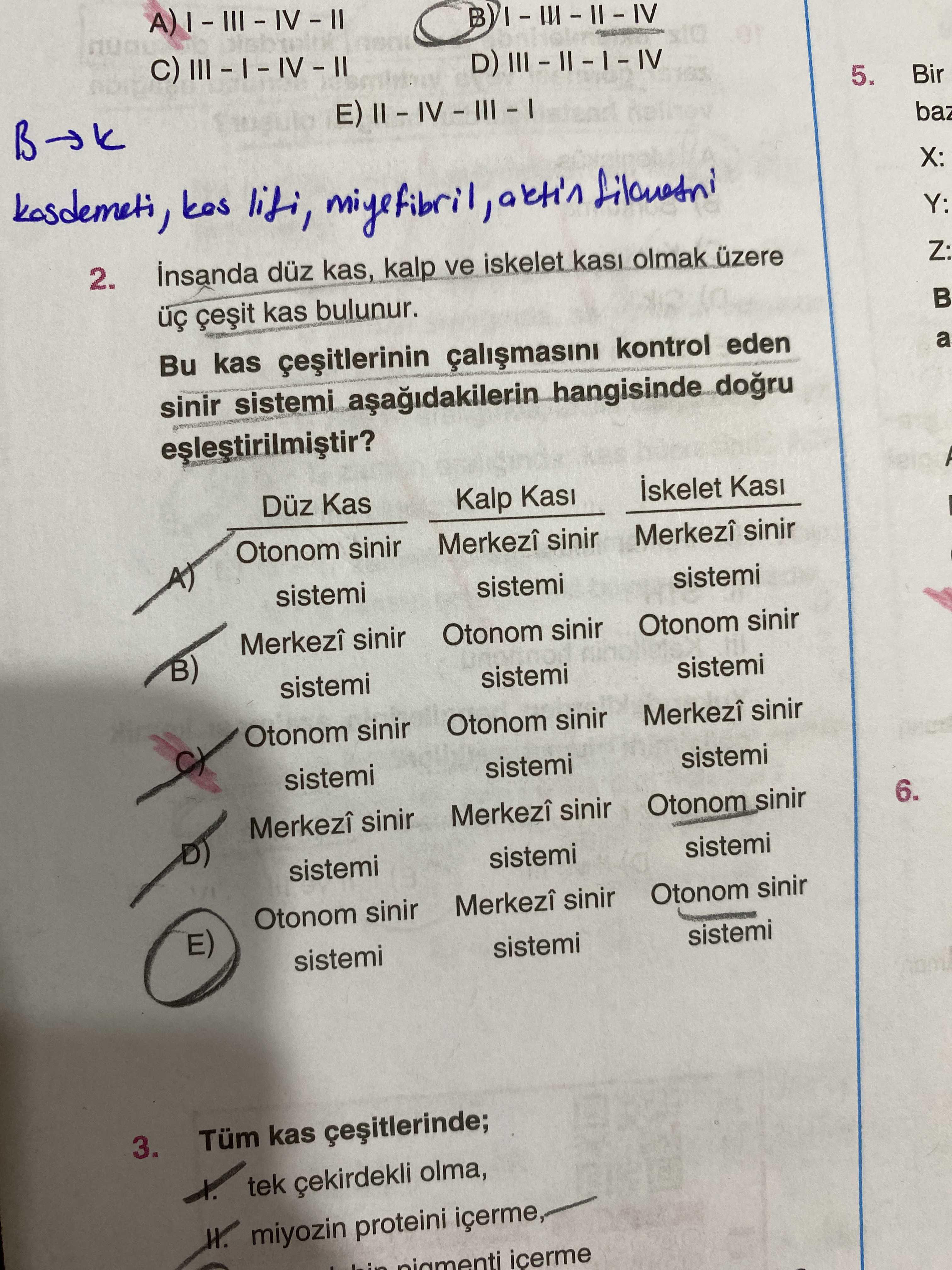 İnsanda düz kas, kalp ve iskelet kası olmak üzere üç çeşit kas bulunur. **Bu kas çeşitlerinin