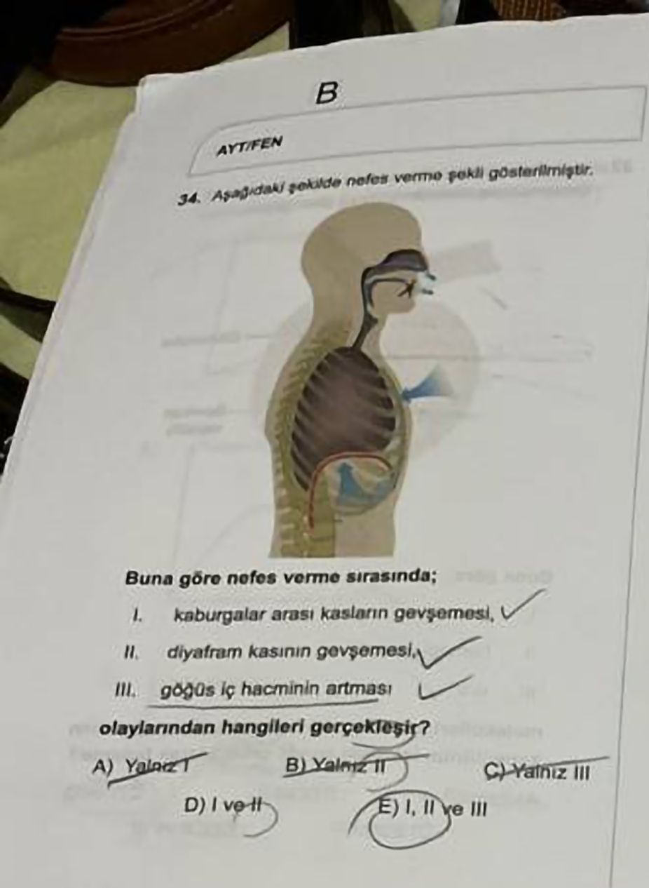 Aşağıdaki şekilde nefes verme şekli gösterilmiştir. Buna göre nefes verme sırasında; I. kaburgalar