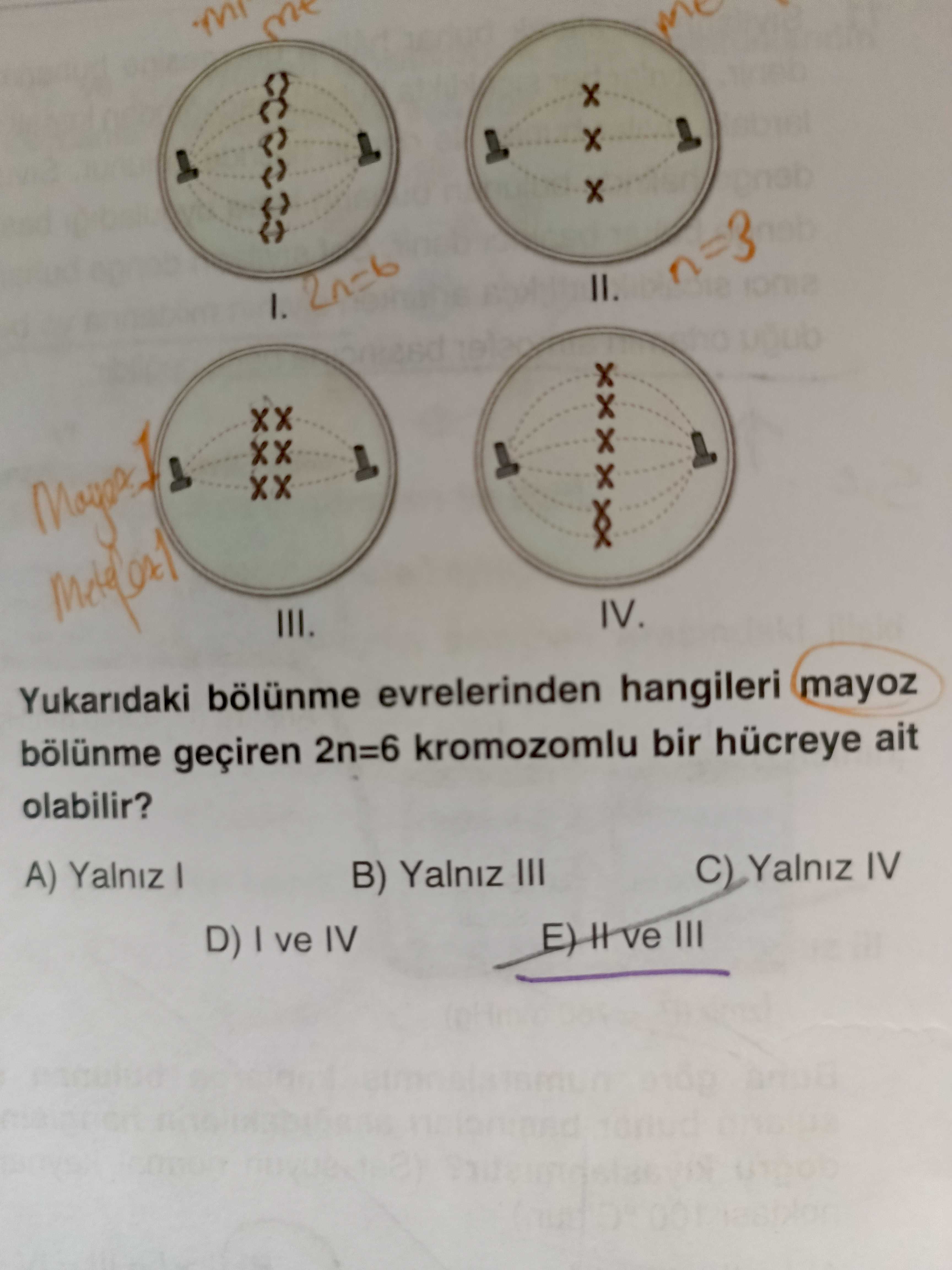 Yukarıdaki bölünme evrelerinden hangileri mayoz bölünme geçiren 2n=6 kromozomlu bir hücreye ait