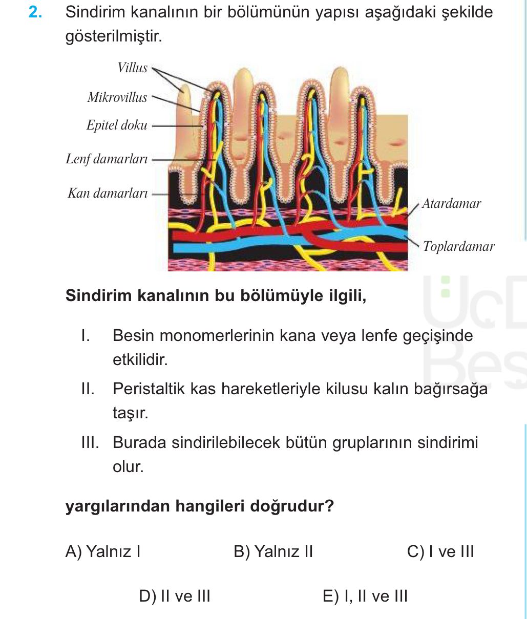Sindirim kanalının bir bölümünün yapısı aşağıdaki şekilde gösterilmiştir. Sindirim kanalının bu bölümüyle ilgili, I. Besin