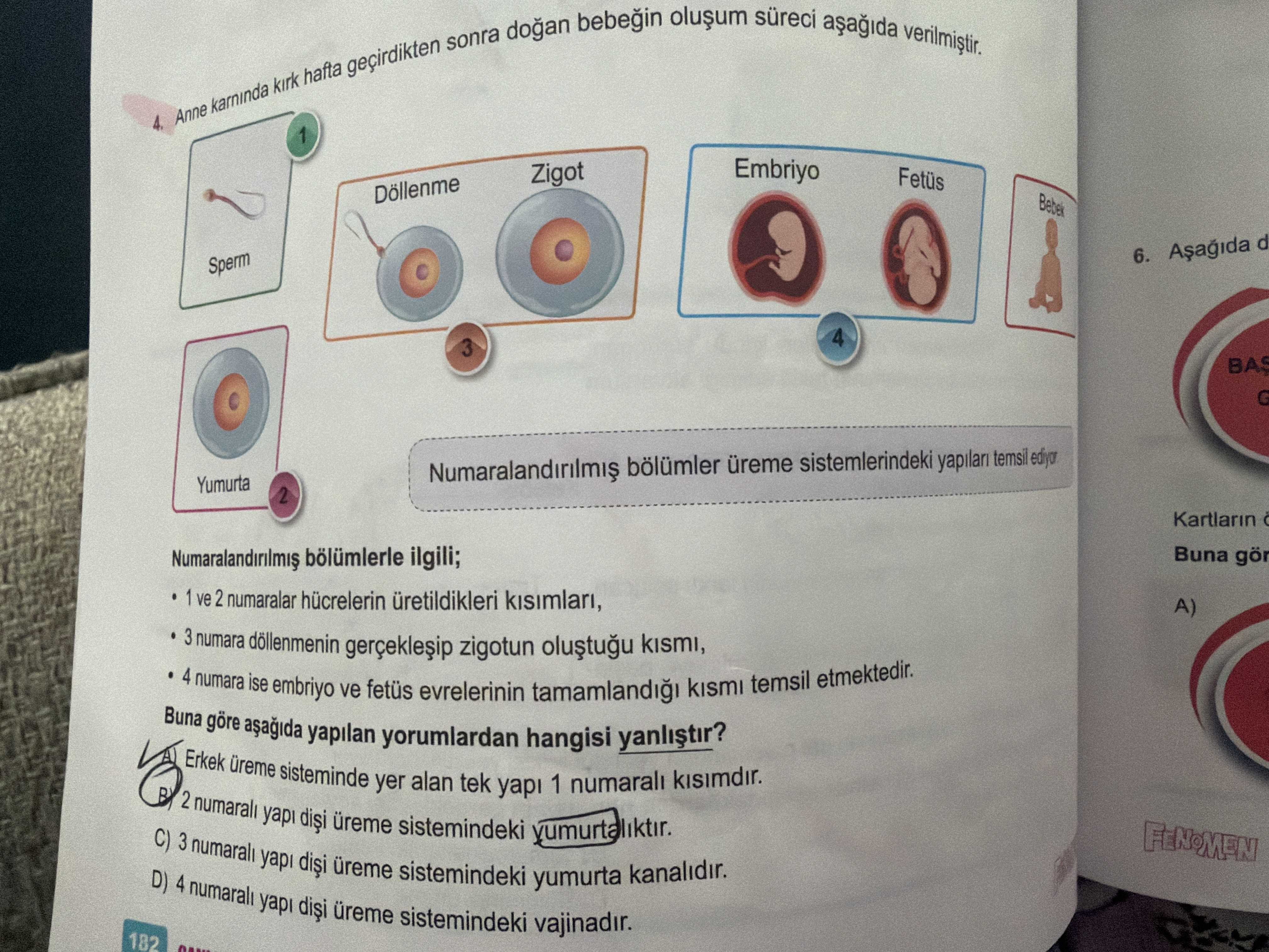 Anne karnında kırk hafta geçirdikten sonra doğan bebeğin oluşum süreci aşağıda verilmiştir. 4
