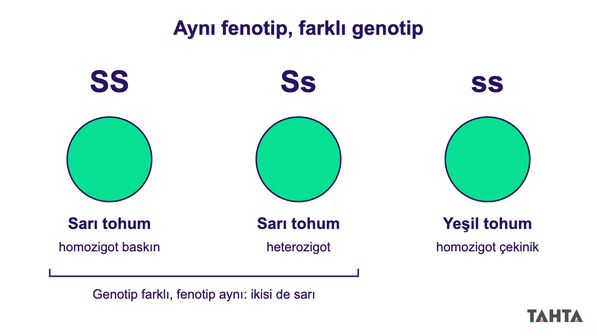 Baskın ve çekinik gen genotip fenotip farkı: SS ve Ss sarı tohum, ss yeşil tohum