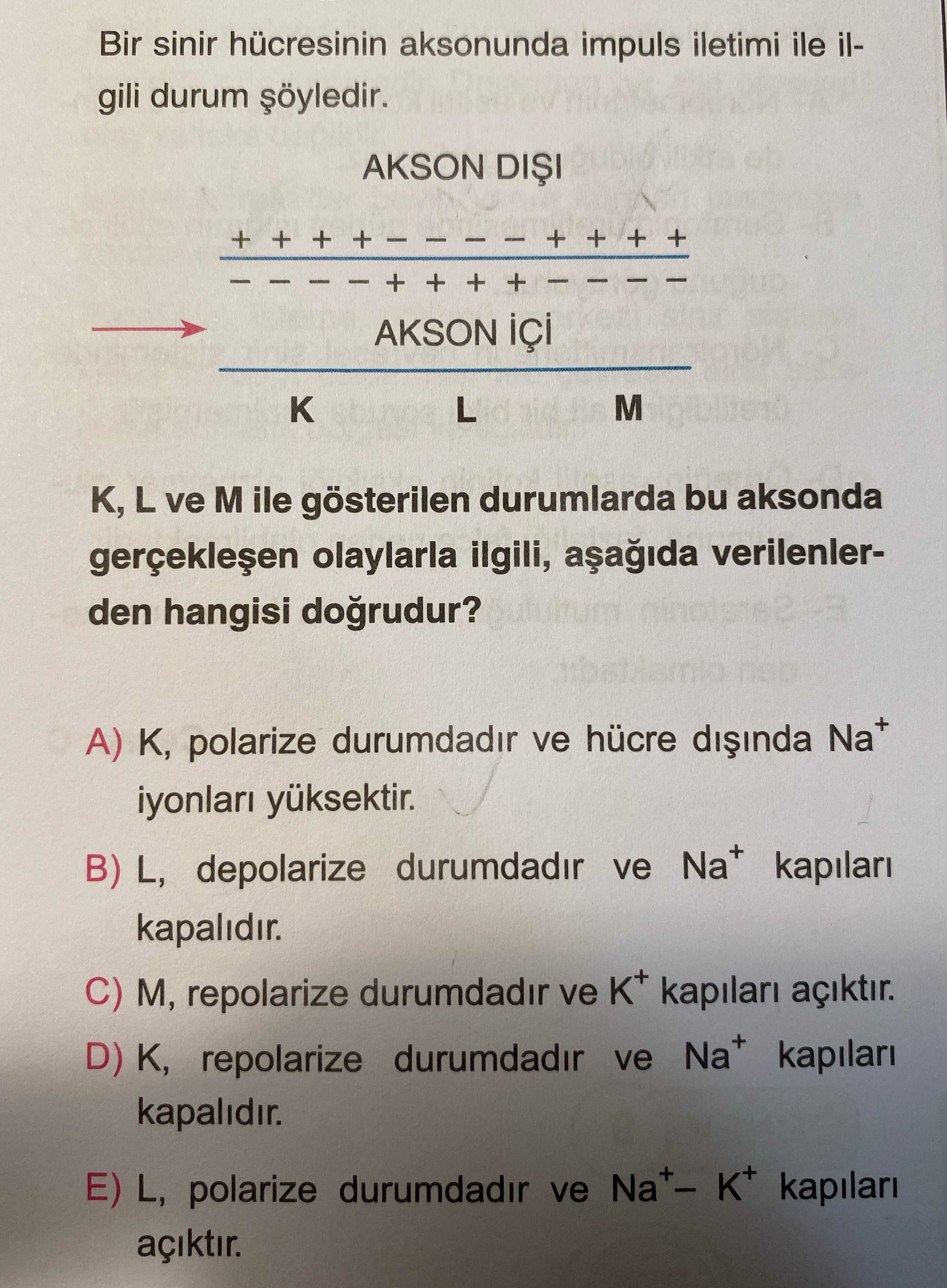 Bir sinir hücresinin aksonunda impuls iletimi ile ilgili durum şöyledir. K, L ve M ile gösterilen