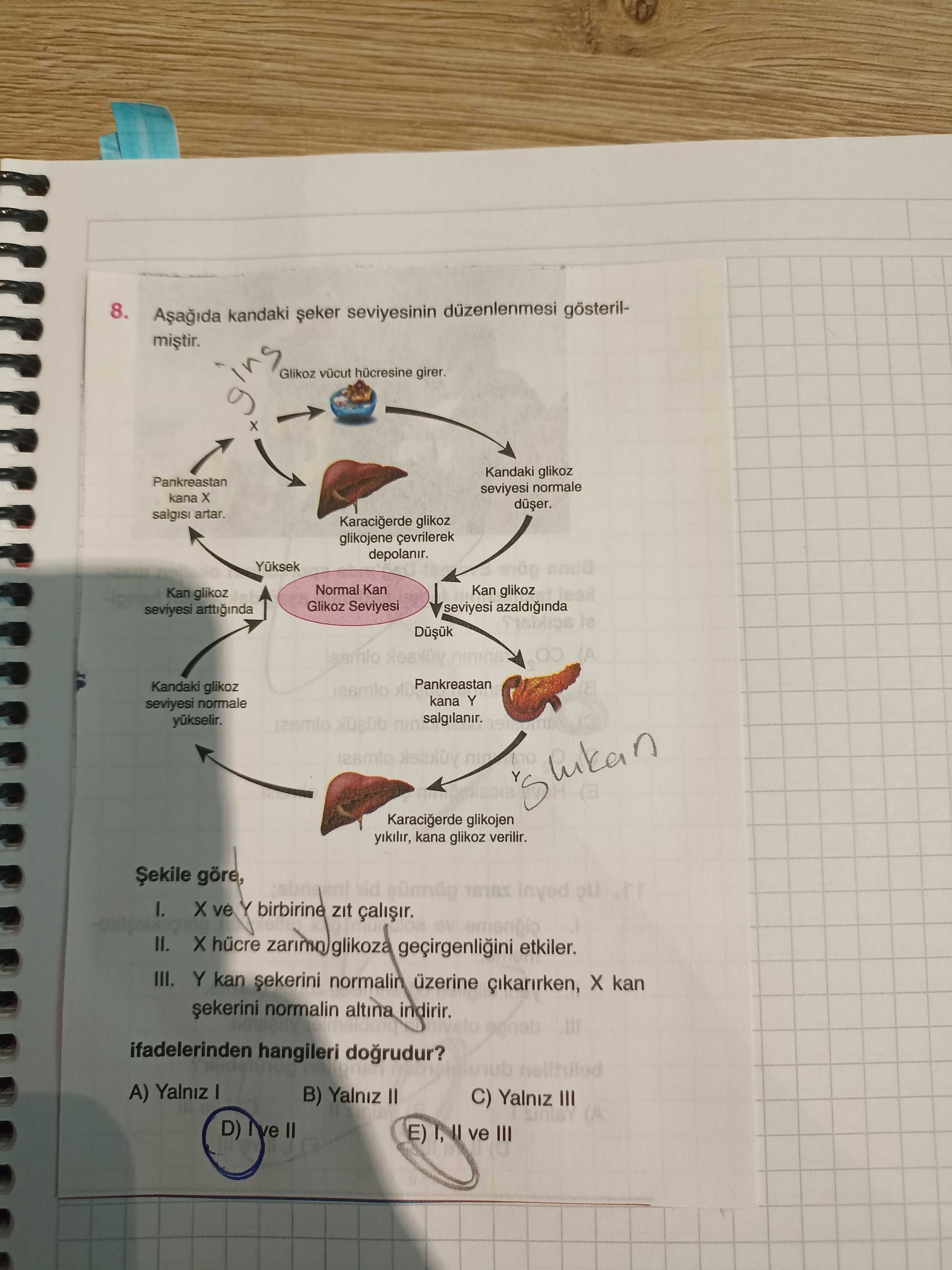 Aşağıda kandaki şeker seviyesinin düzenlenmesi gösterilmiştir. Şekile göre, I. X ve Y birbirini zıt