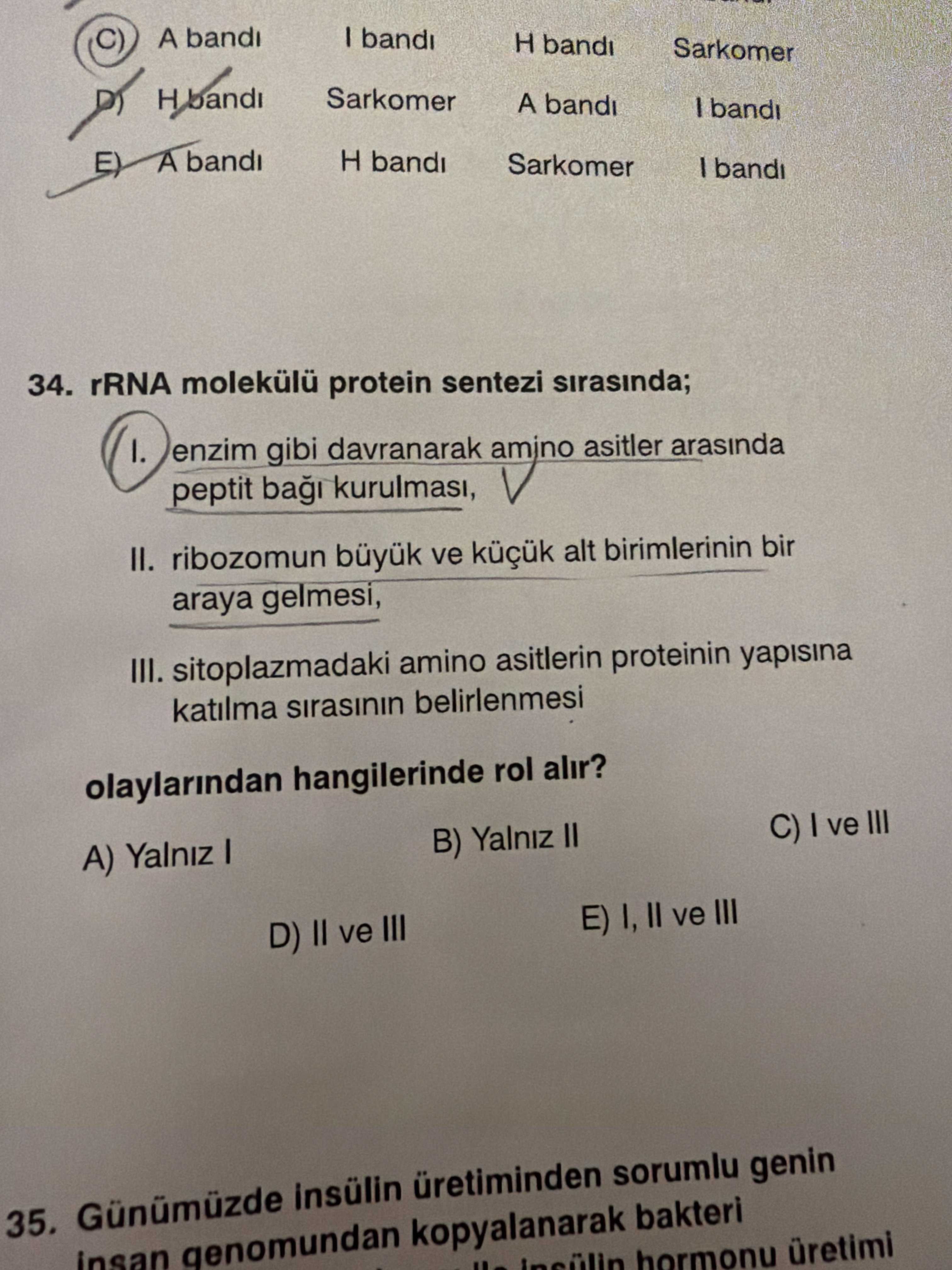 rRNA molekülü protein sentezi sırasında; I. enzim gibi davranarak amino asitler arasında peptit bağı