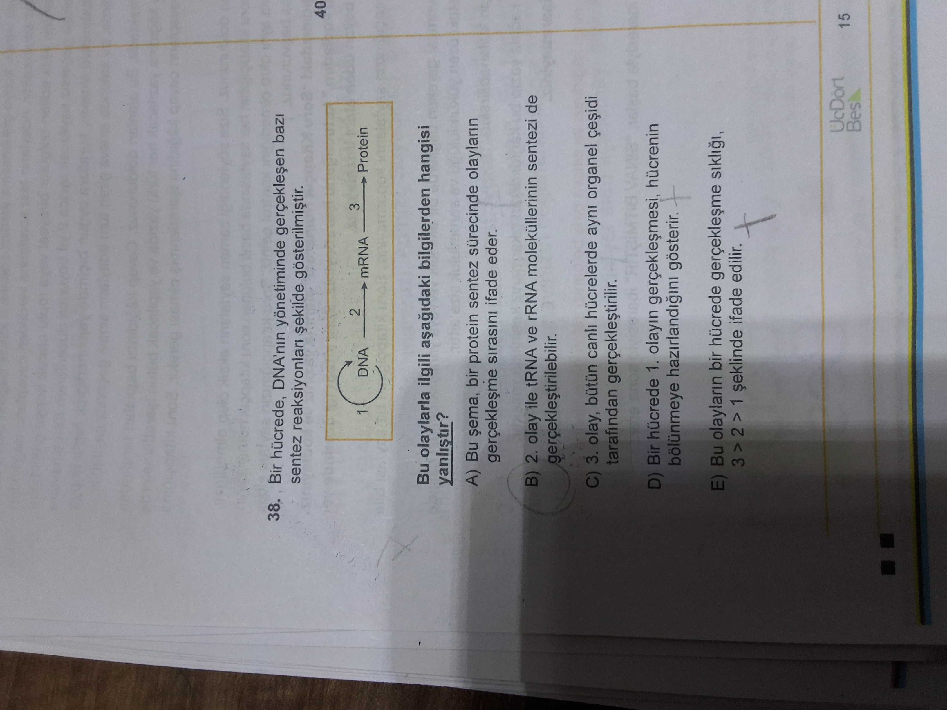 Bir hücrede, DNA'nın yönetiminde gerçekleşen bazı sentez reaksiyonları şekilde gösterilmiştir. Bu
