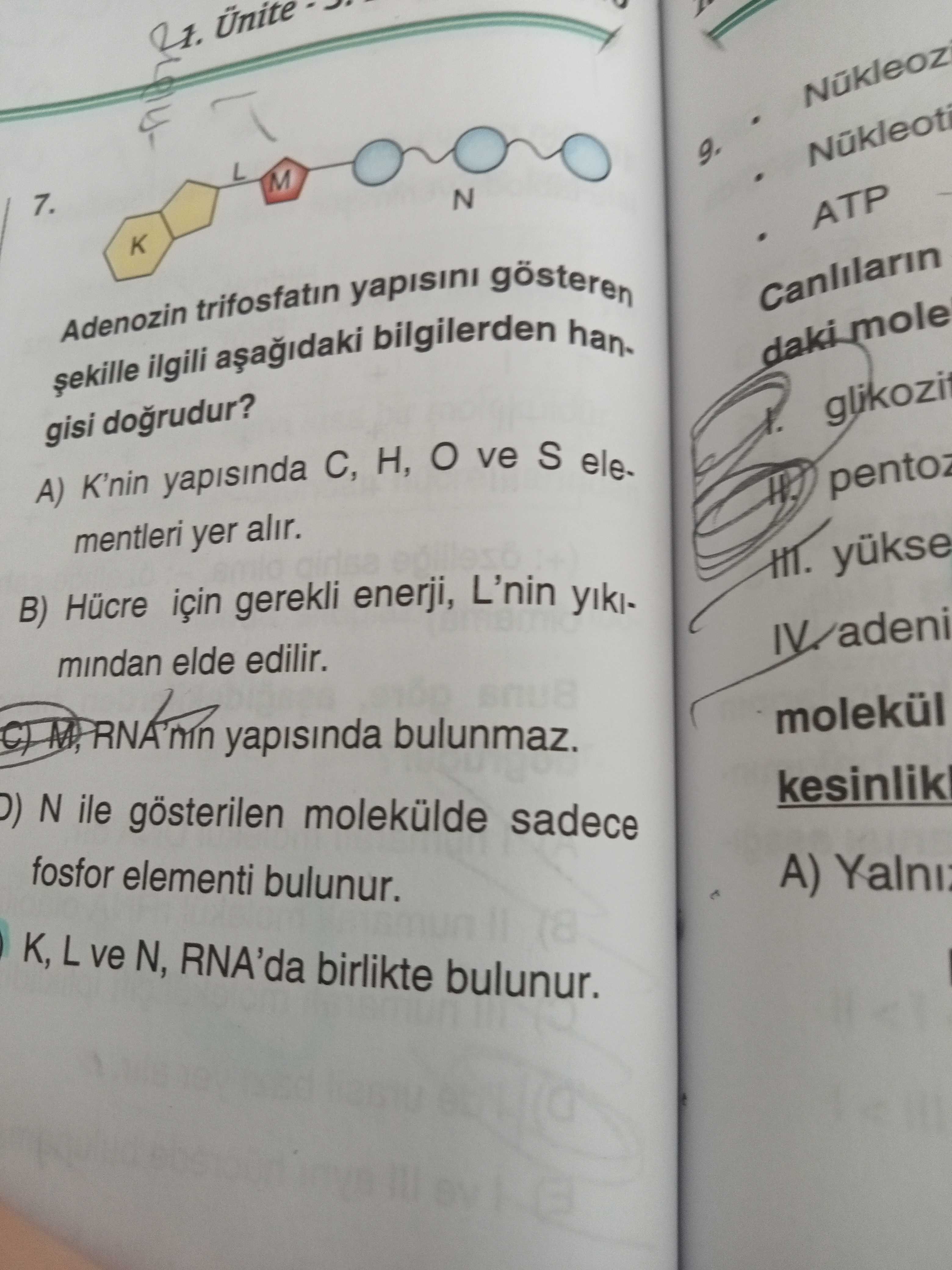 Biyoloji (12. Sınıf)