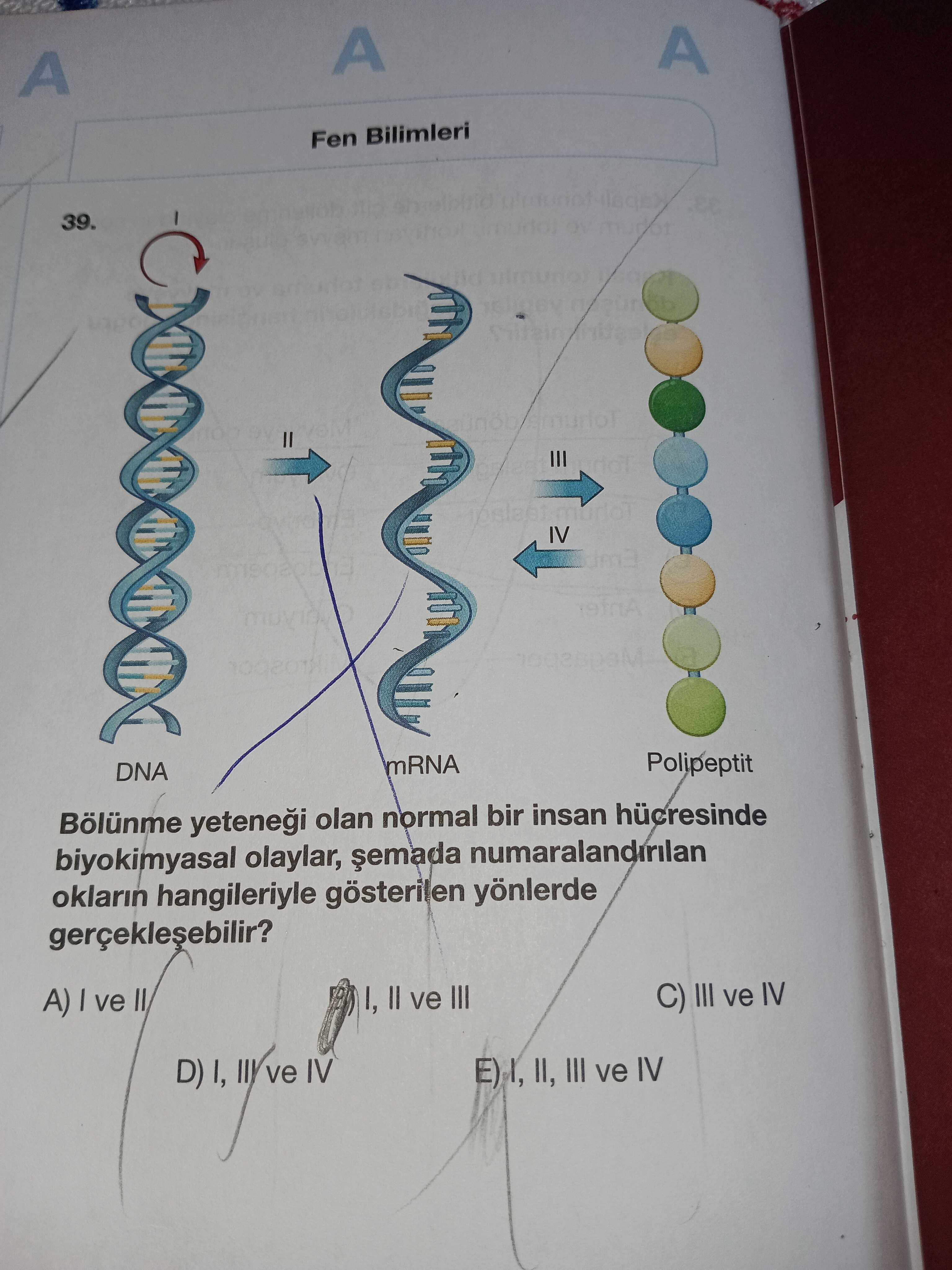 Bölünme yeteneği olan normal bir insan hücresinde biyokimyasal olaylar, şemada numaralandırılan